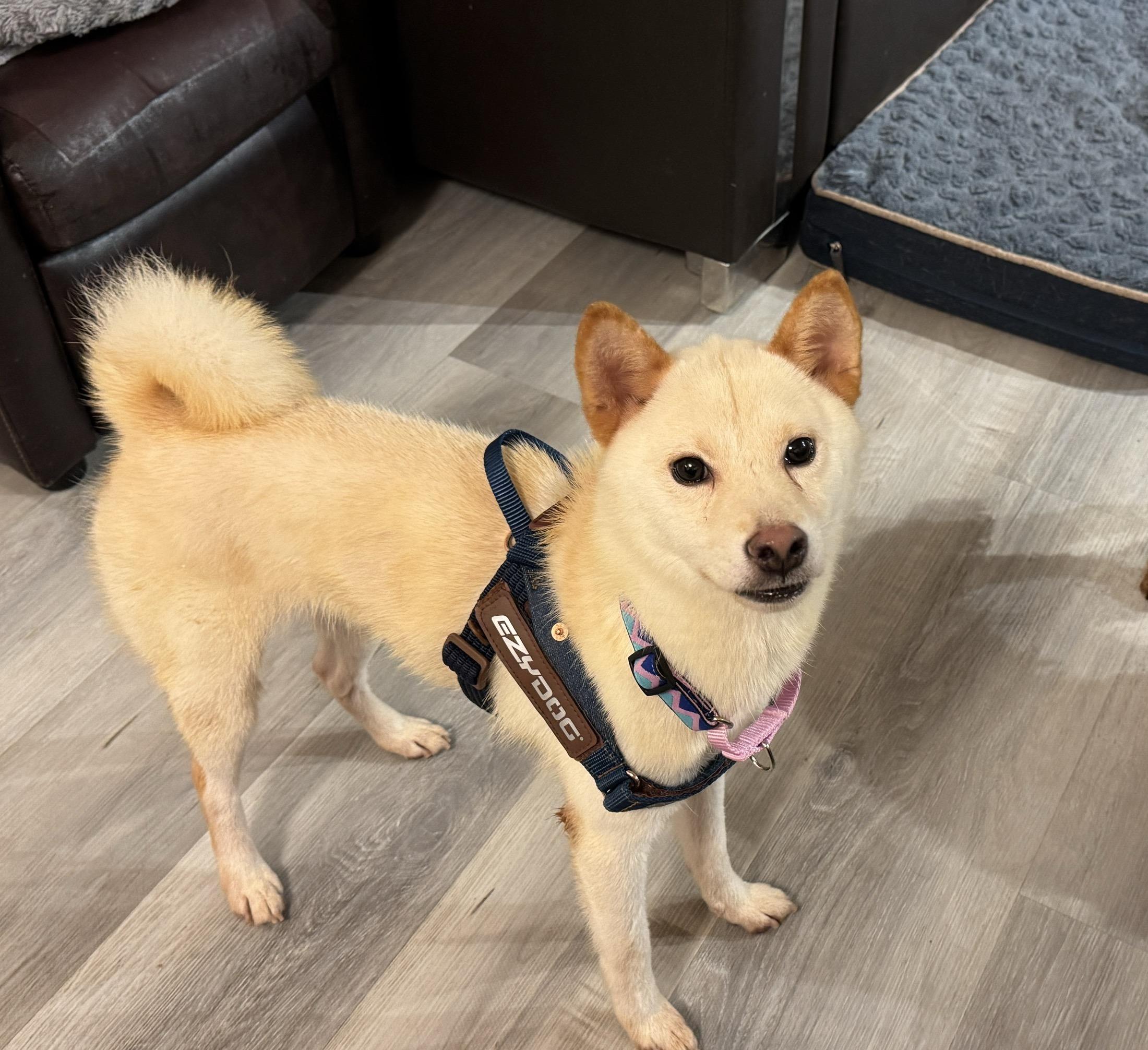 Byredo, a Adopted Shiba Inu in Vancouver, BC image 6/6