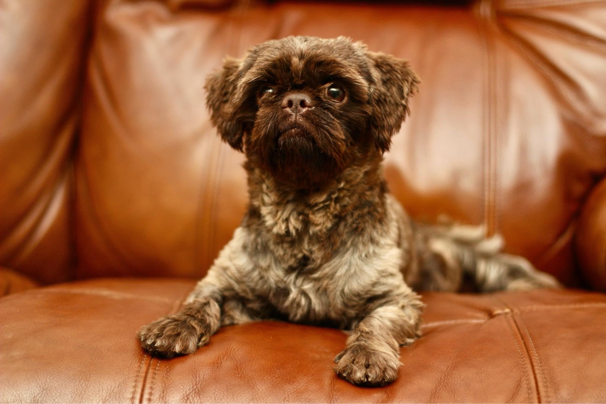 Frankie, Adopted, Adult Male Shih Tzu.