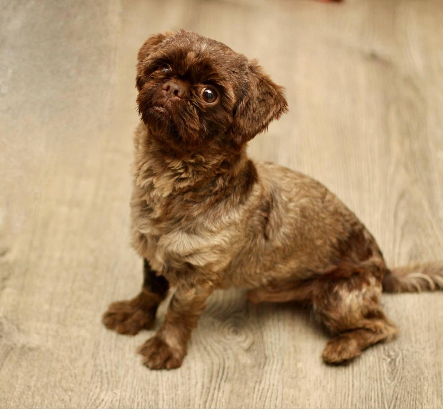 Frankie, a Adopted Shih Tzu in Yuba City, CA image 2/4