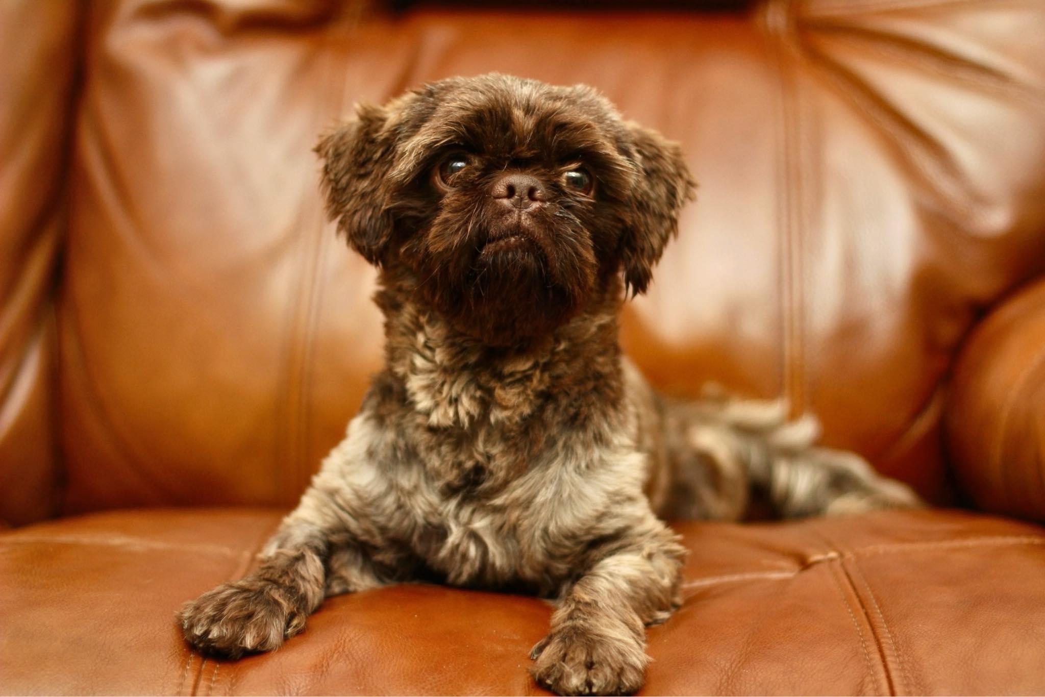 Frankie, a Adopted Shih Tzu in Yuba City, CA image 3/4