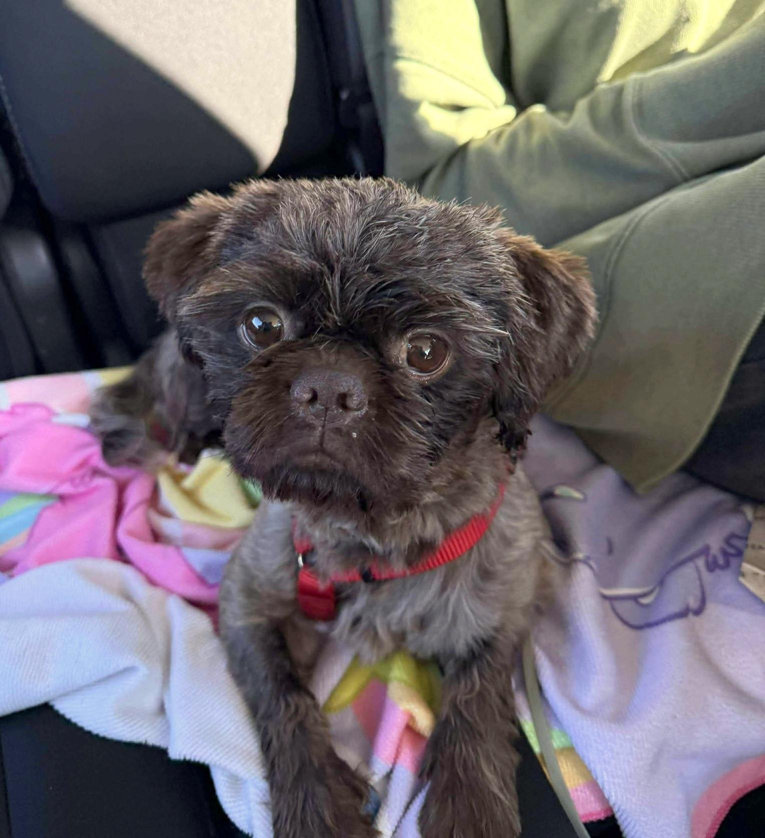 Frankie, a Adopted Shih Tzu in Yuba City, CA image 4/4