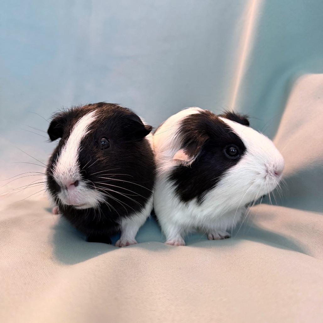 Enlarge Kiwi (bonded to Fletcher), a Adoptable Peruvian in Columbia, MD image 3/5