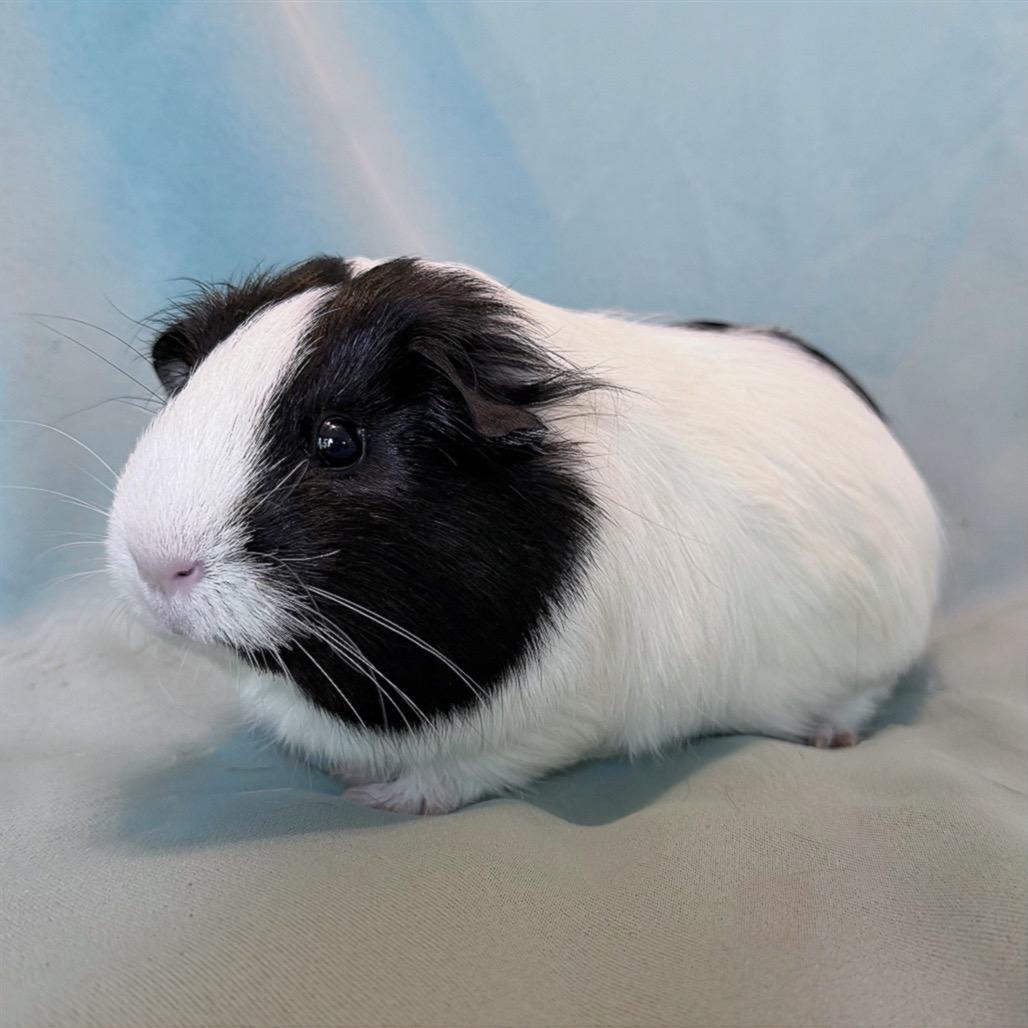 Enlarge Kiwi (bonded to Fletcher), a Adoptable Peruvian in Columbia, MD image 4/5