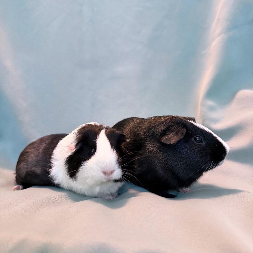 Enlarge Kiwi (bonded to Fletcher), a Adoptable Peruvian in Columbia, MD image 1/5