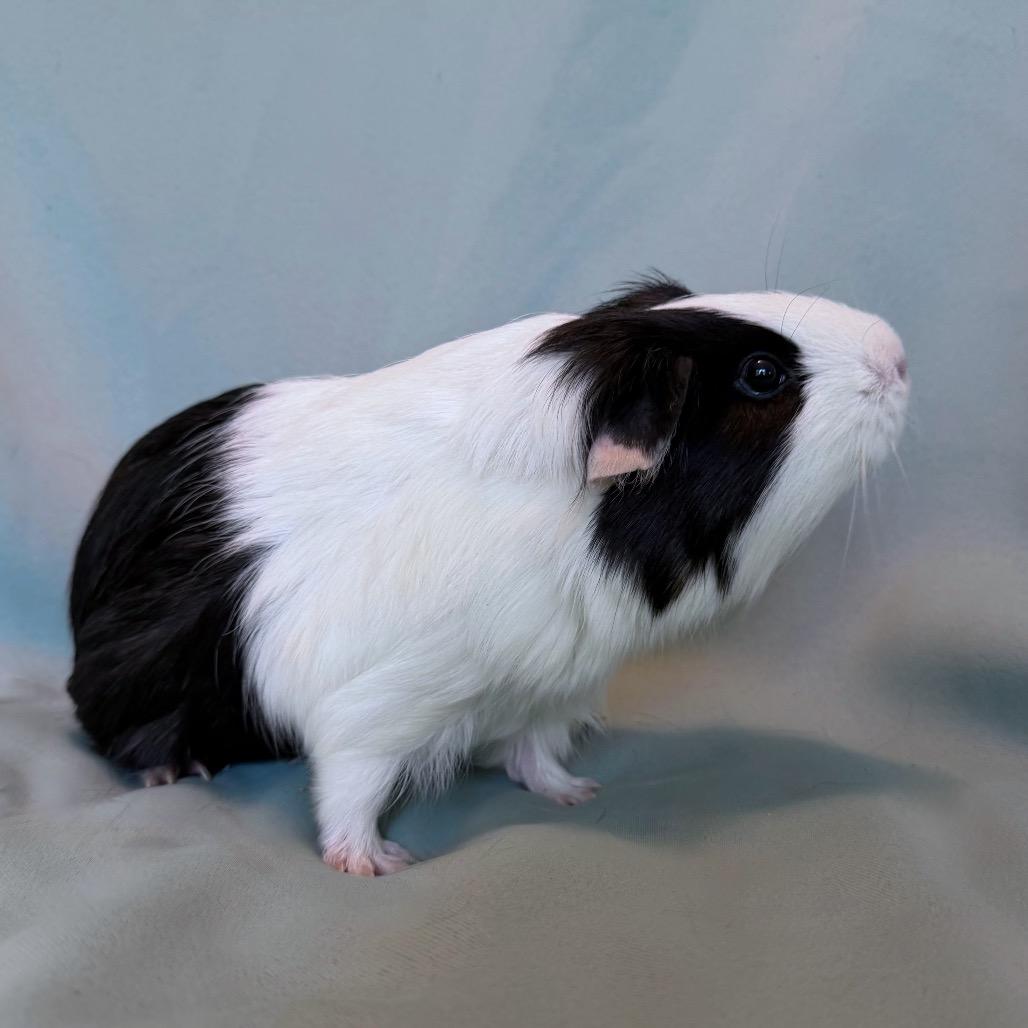 Enlarge Kiwi (bonded to Fletcher), a Adoptable Peruvian in Columbia, MD image 2/5