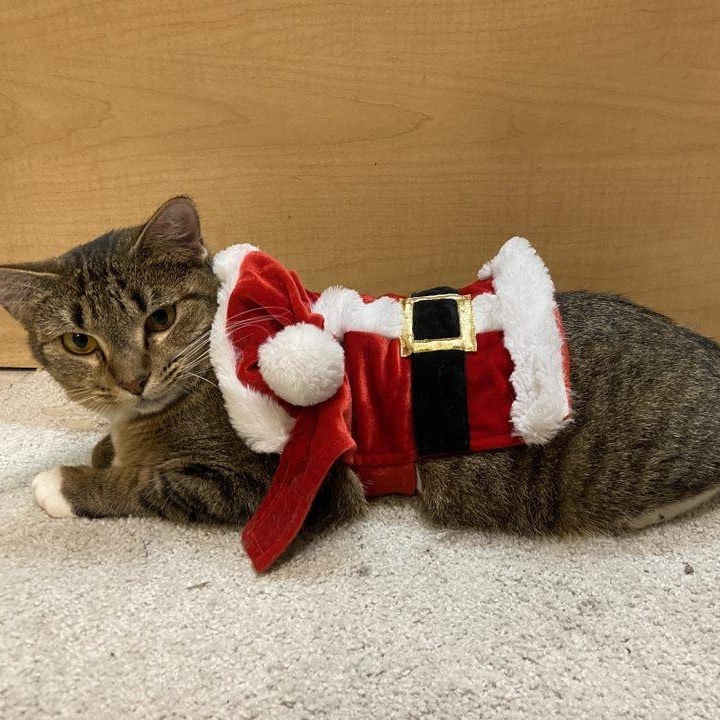 Gracie sweet and petite tabby girl with a big heart and a playful spirit!, a Adoptable American Shorthair in Austin, TX image 2/6