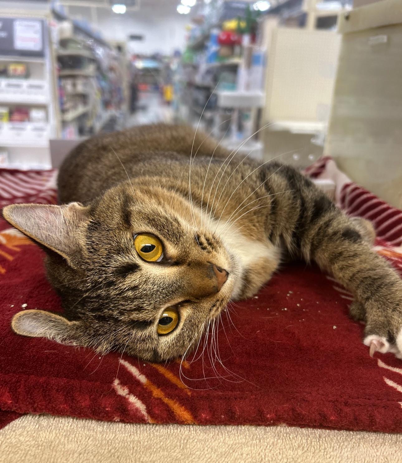 Gracie sweet and petite tabby girl with a big heart and a playful spirit!