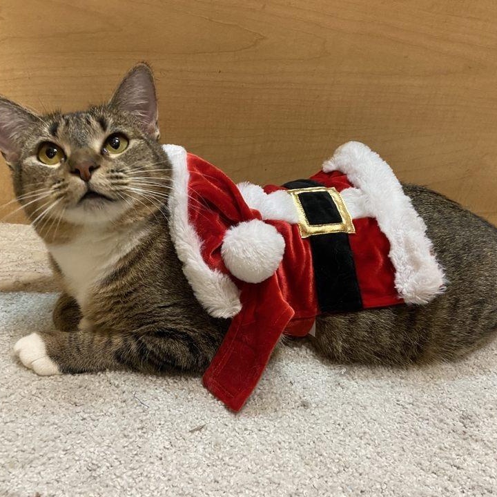 Gracie sweet and petite tabby girl with a big heart and a playful spirit!, a Adoptable American Shorthair in Austin, TX image 3/6