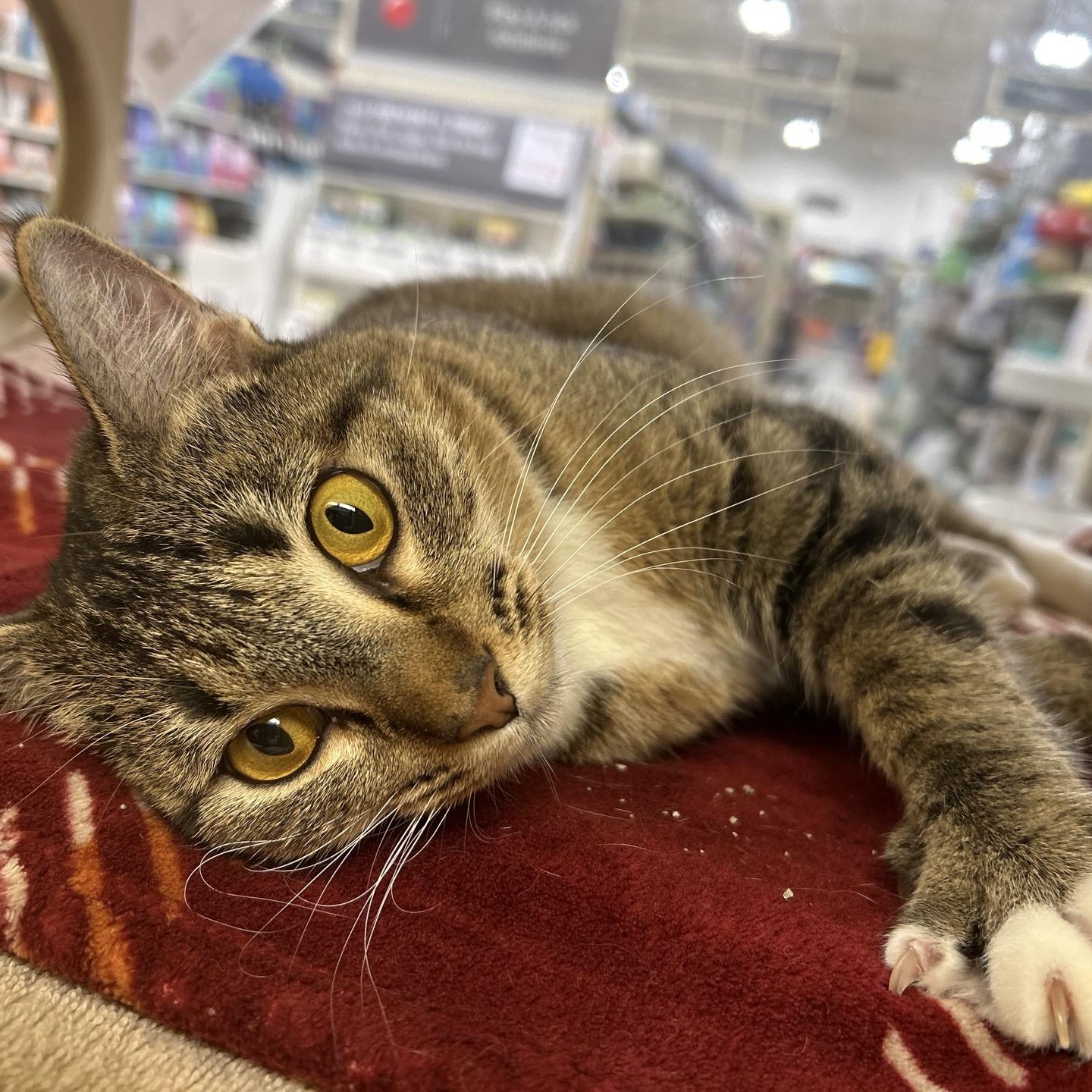 Gracie sweet and petite tabby girl with a big heart and a playful spirit!, Adoptable, Adult Female American Shorthair.