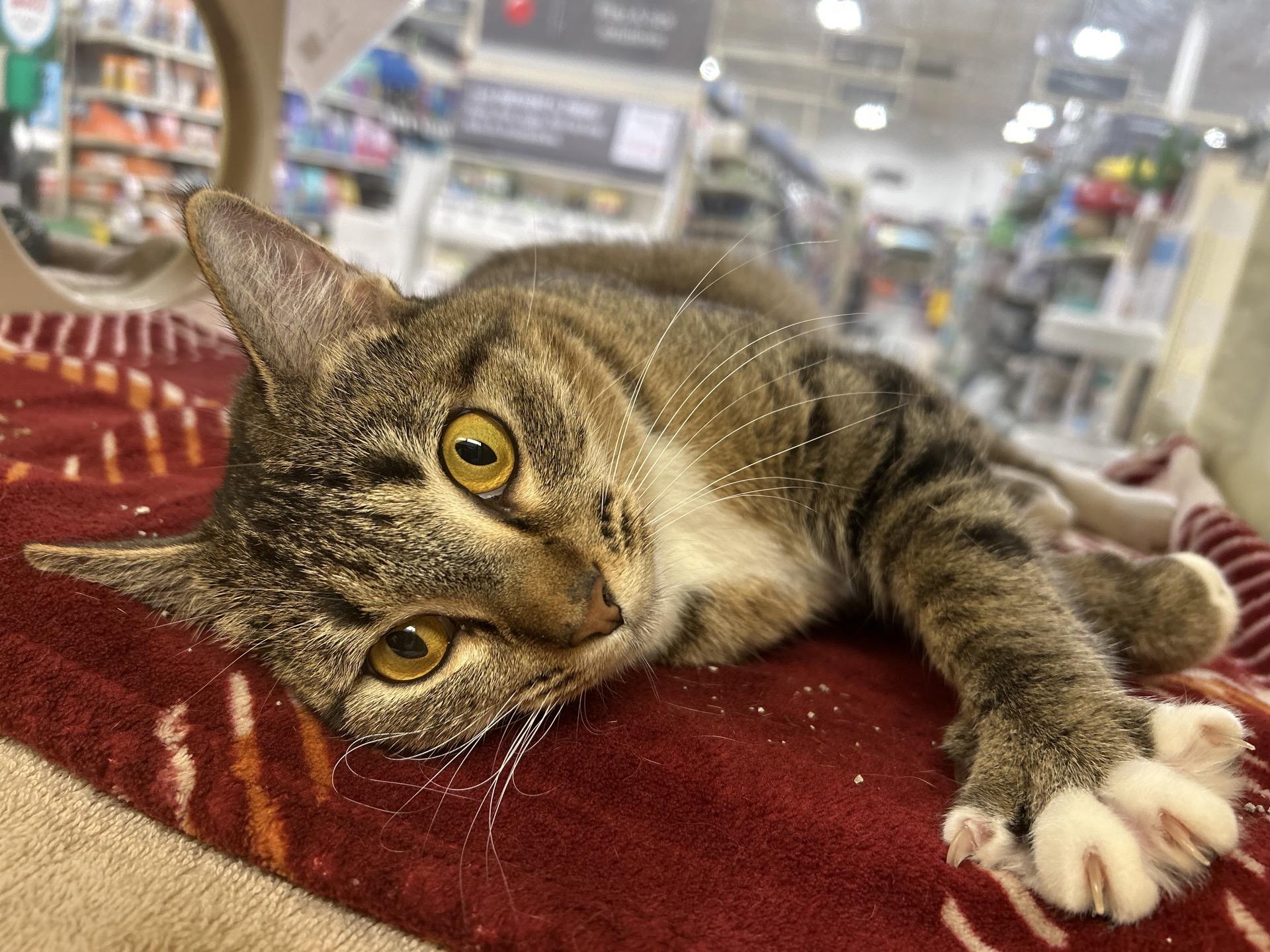 Gracie sweet and petite tabby girl with a big heart and a playful spirit!