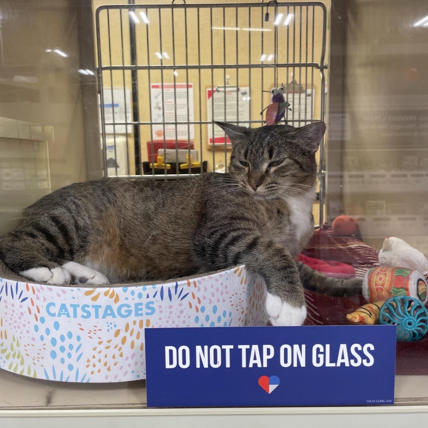 Gracie sweet and petite tabby girl with a big heart and a playful spirit!, a Adoptable American Shorthair in Austin, TX image 4/6