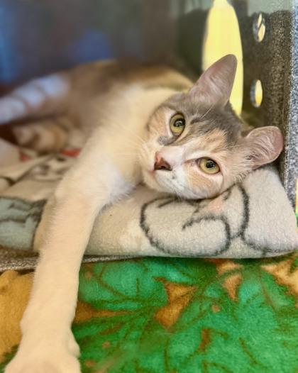 Skylar, Adoptable, Young Female Domestic Short Hair & Domestic Short Hair.