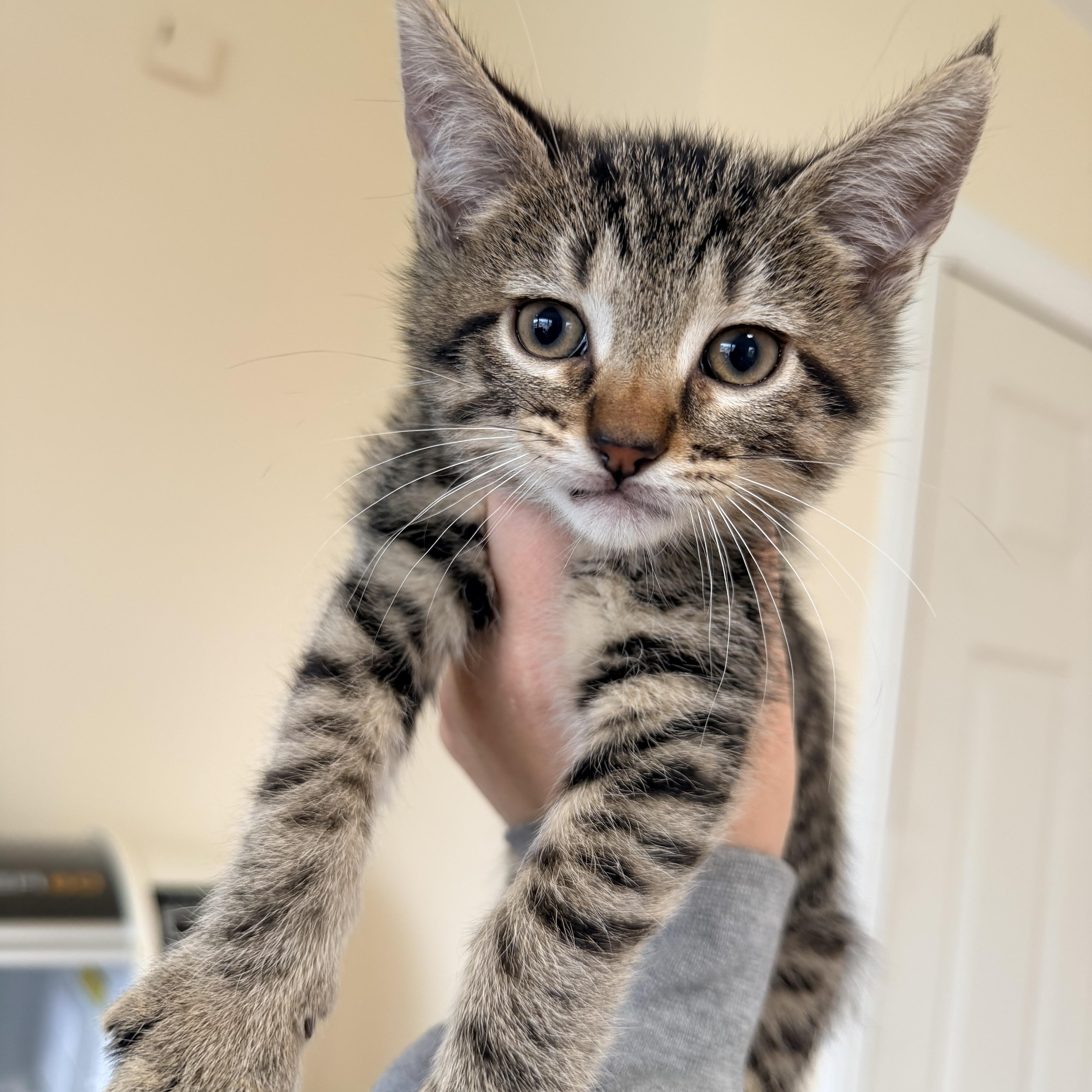 Boots and Mischief , an adopted Domestic Short Hair in Bellmawr, NJ image 2/2