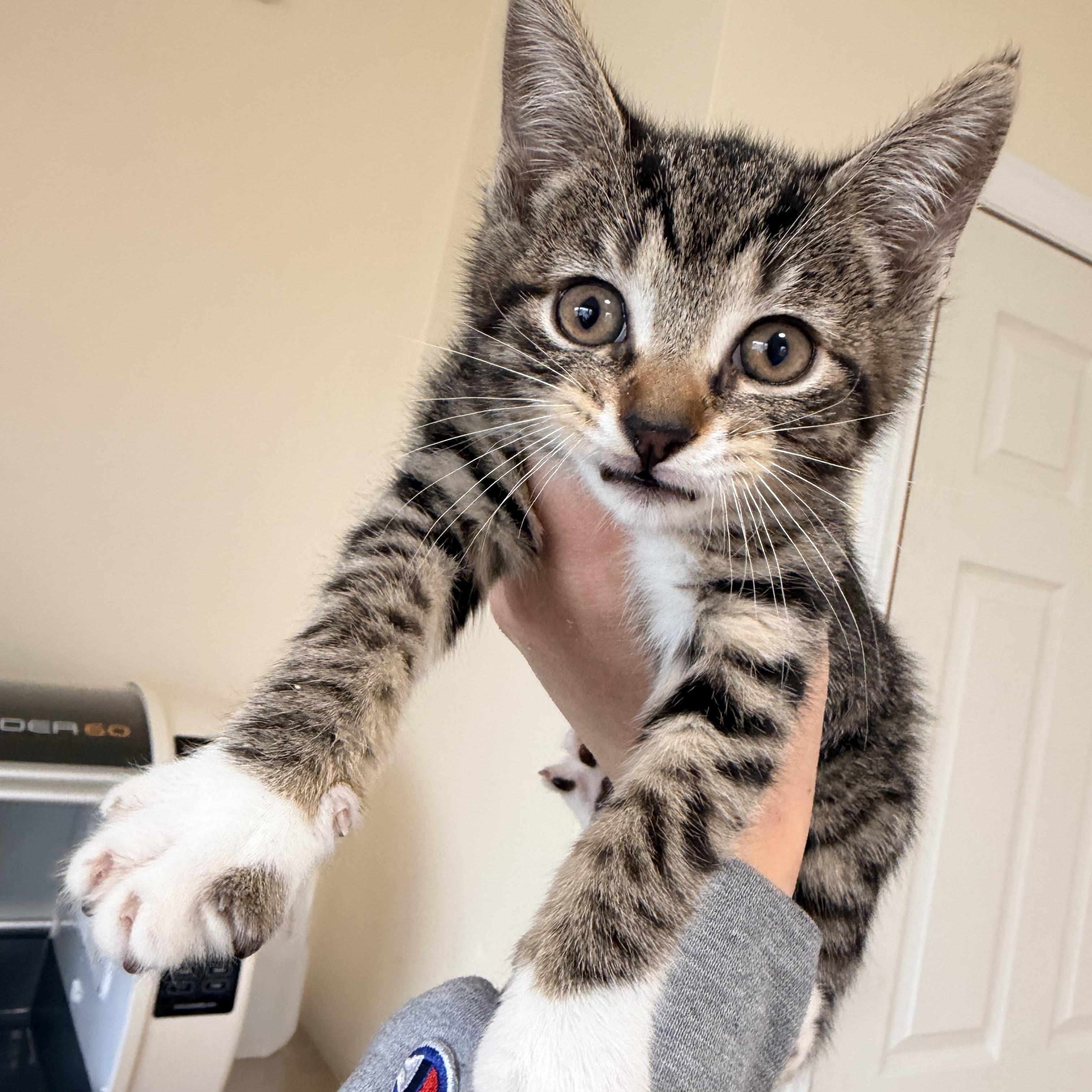 Boots and Mischief , adopted, Kitten Female Domestic Short Hair.