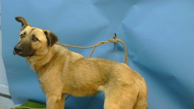 Enlarge ANDRE, a Adoptable mixed breed in Gardena, CA image 1/1