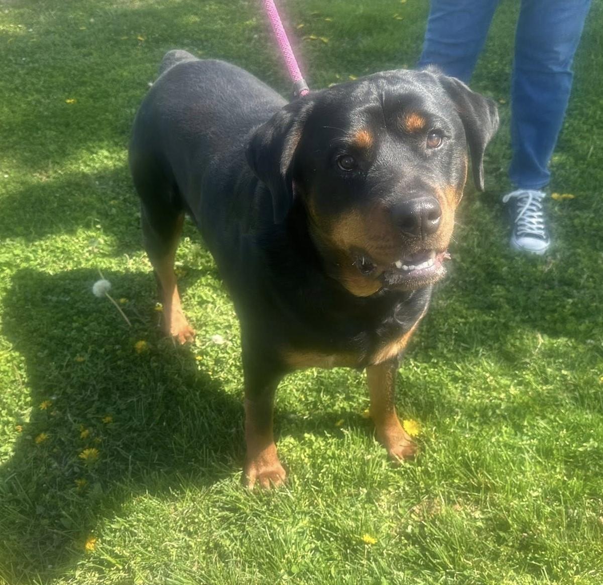 Enlarge Remington (ADOPTION PENDING), a ADOPTABLE Rottweiler in Homer Glen, IL image 3/4