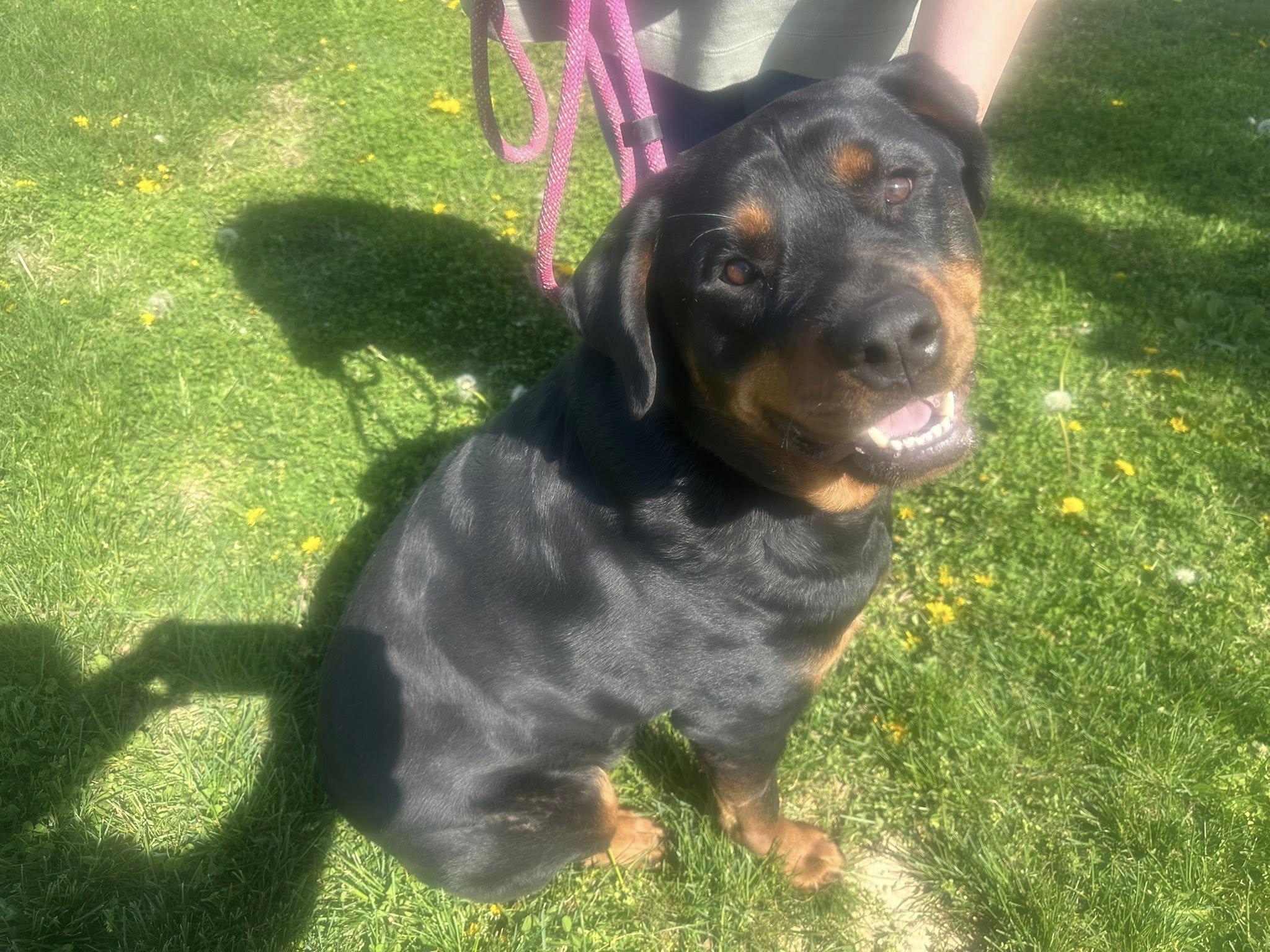 Enlarge Remington (ADOPTION PENDING), a ADOPTABLE Rottweiler in Homer Glen, IL image 2/4