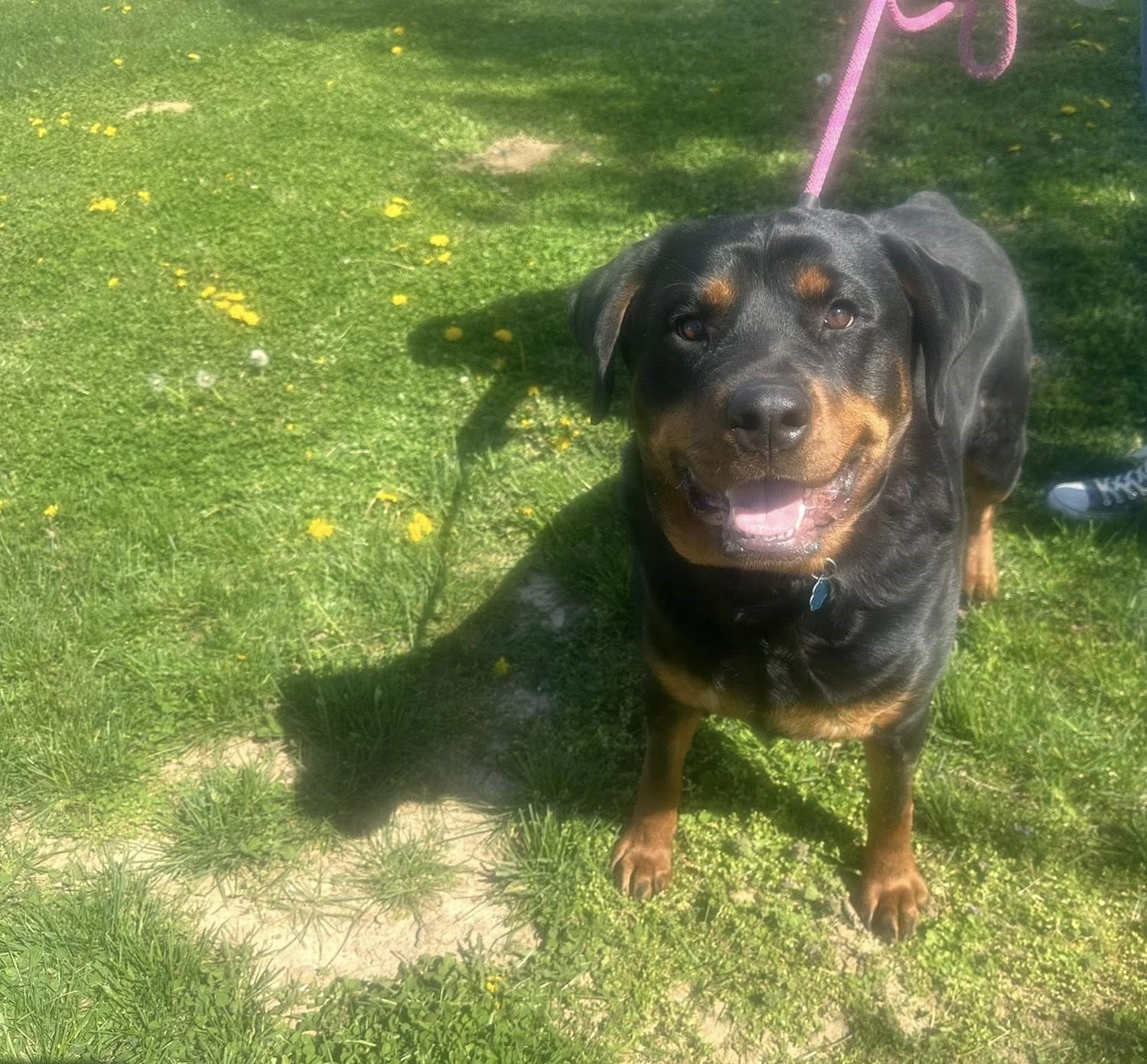 Enlarge Remington (ADOPTION PENDING), a ADOPTABLE Rottweiler in Homer Glen, IL image 4/4