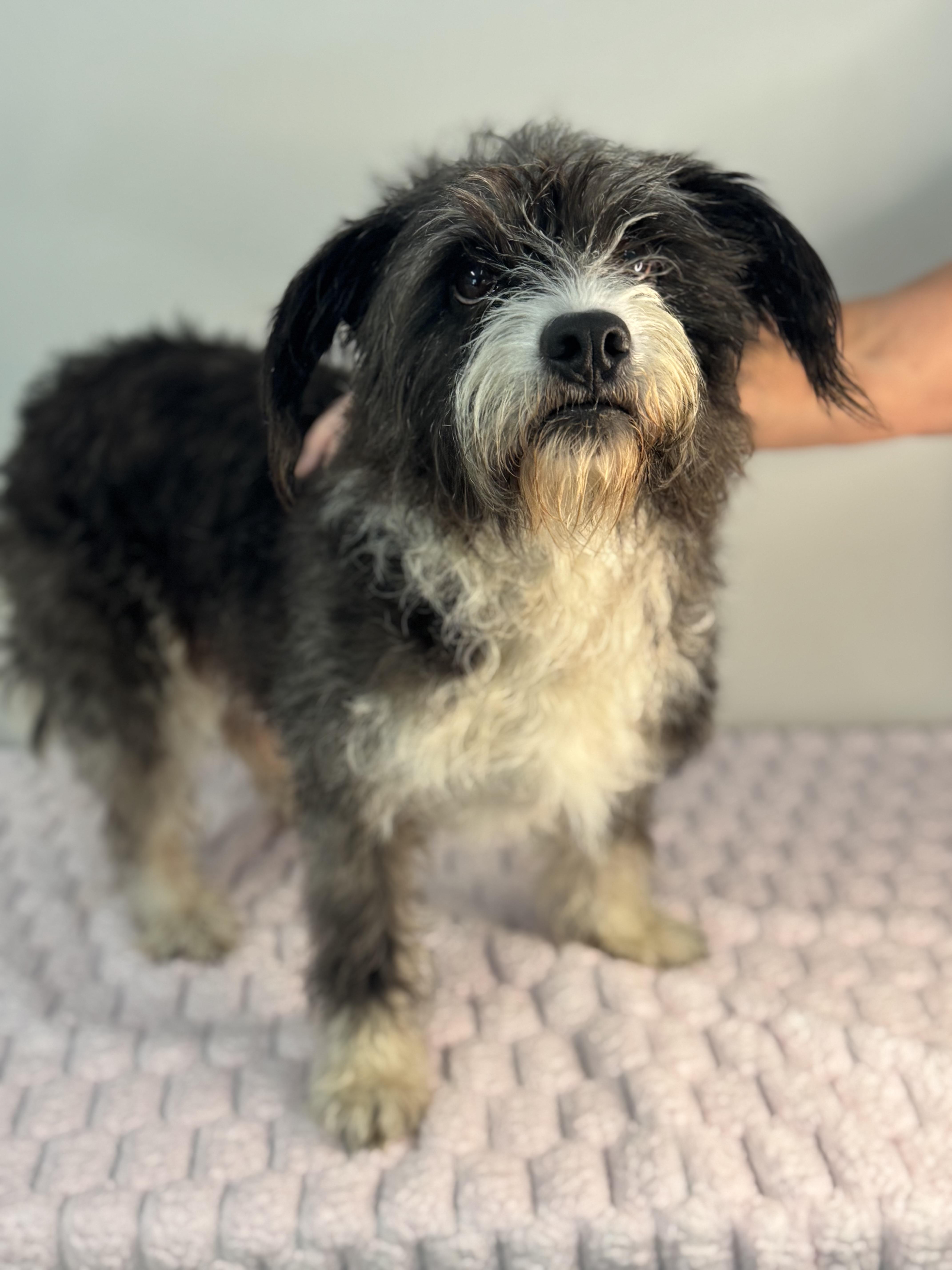 Enlarge Haley, a Adopted Terrier in Richmond, VA image 1/6
