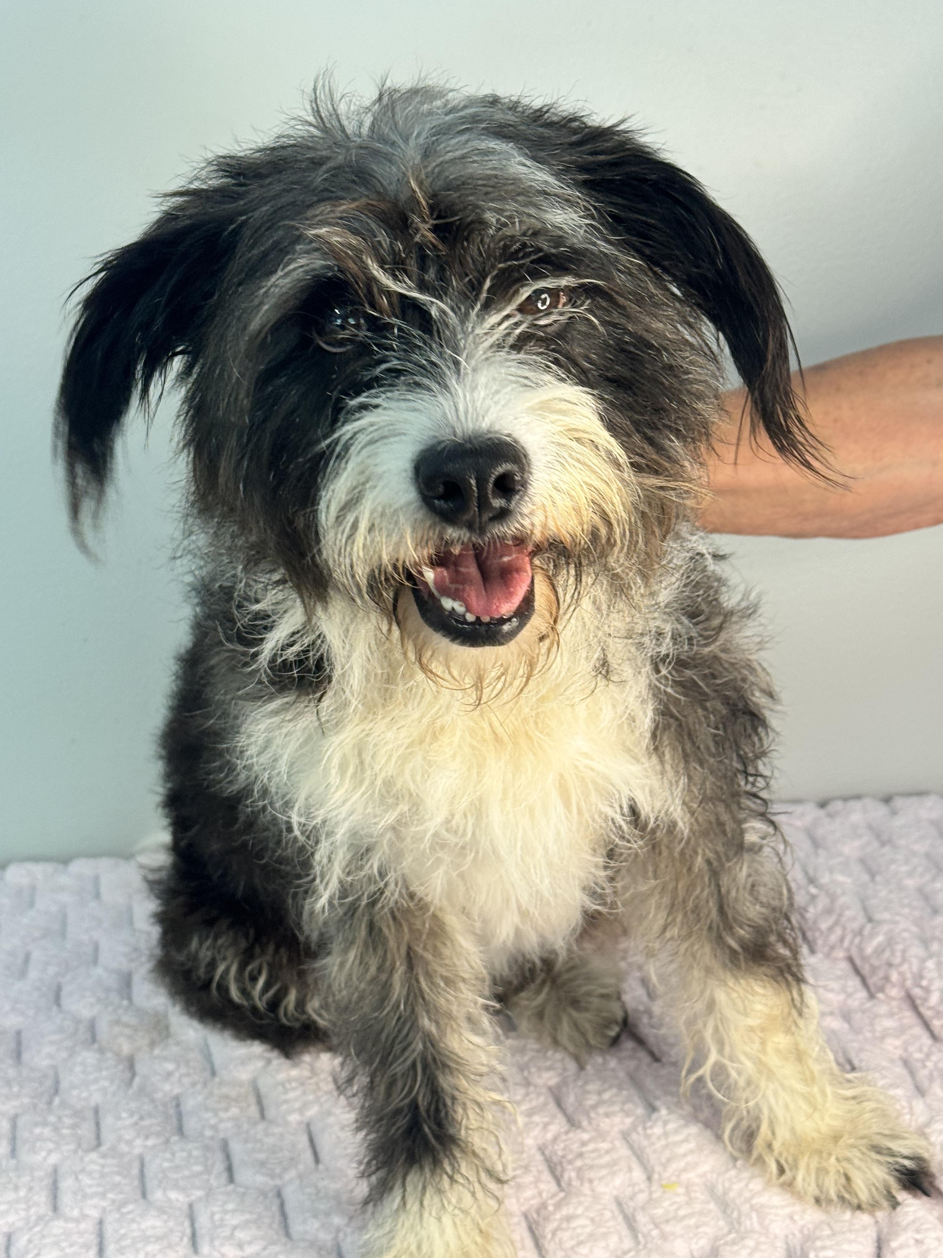 Enlarge Haley, a Adopted Terrier in Richmond, VA image 4/6