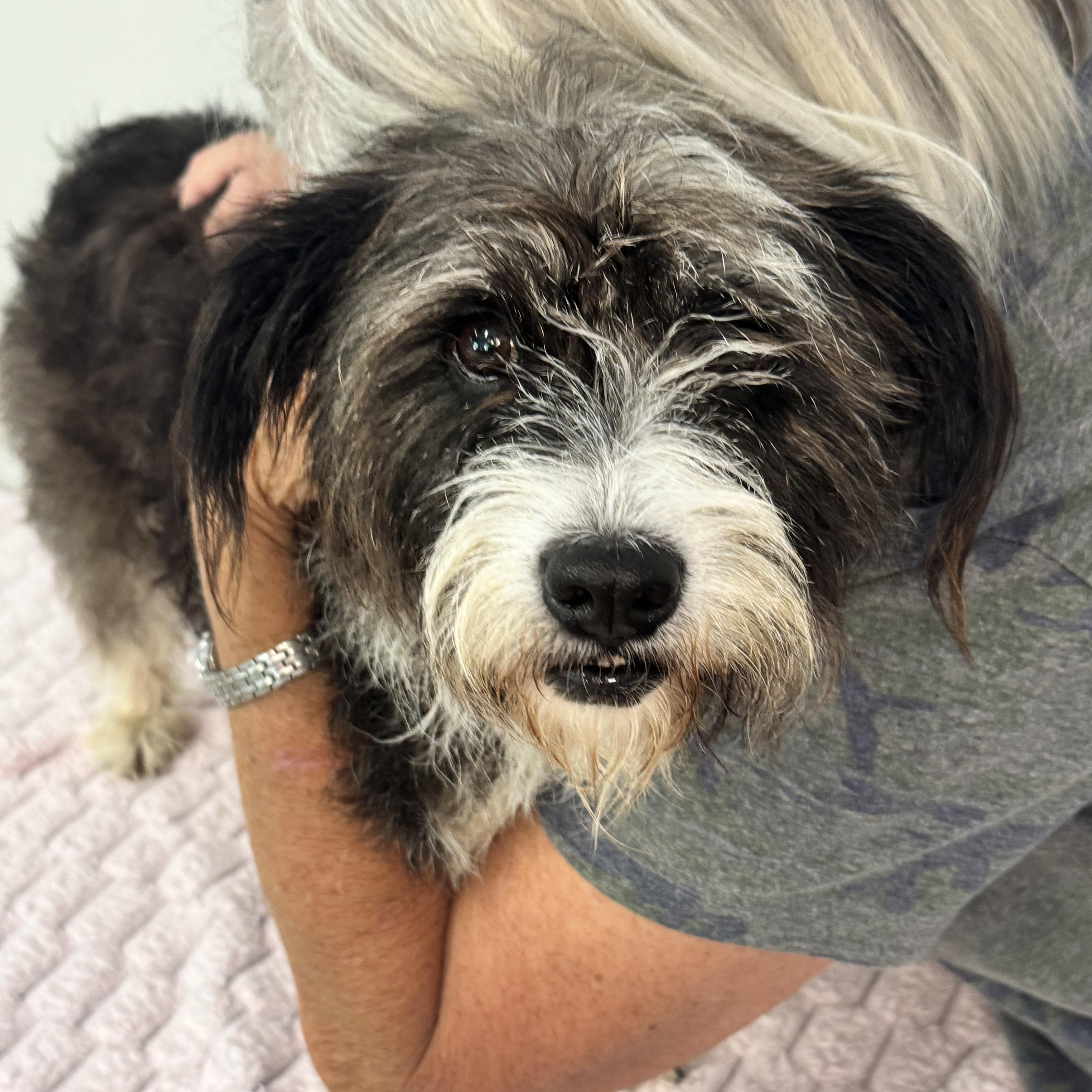 Enlarge Haley, a Adopted Terrier in Richmond, VA image 6/6