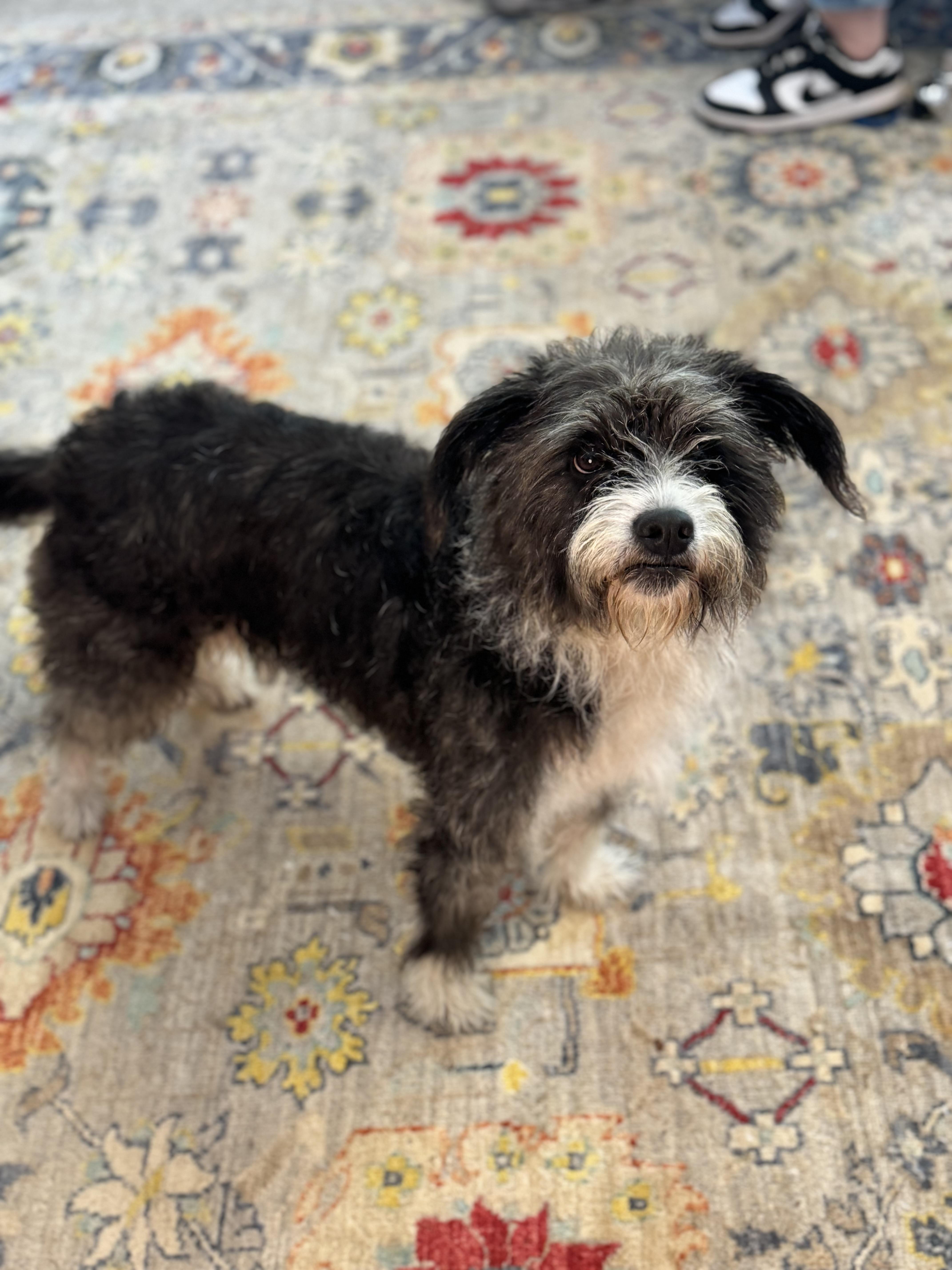Enlarge Haley, a Adopted Terrier in Richmond, VA image 3/6