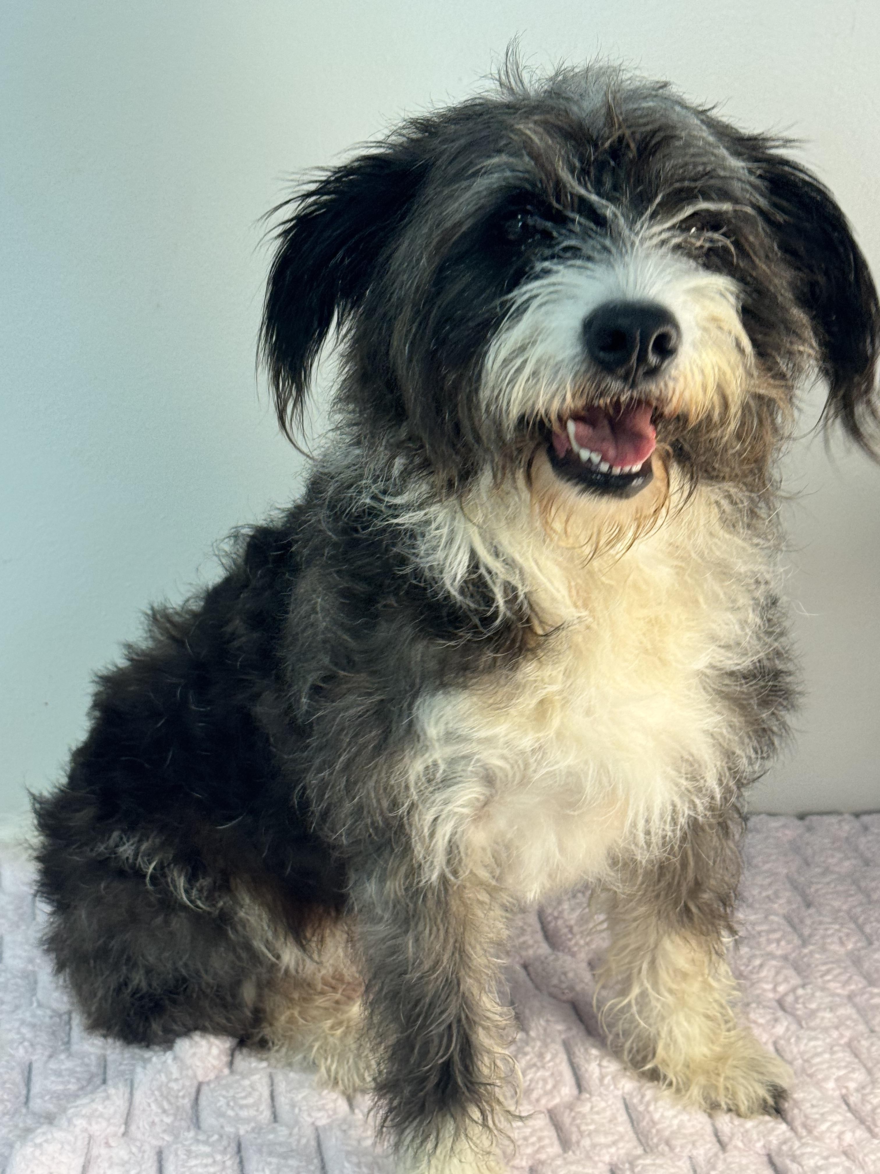 Enlarge Haley, a Adopted Terrier in Richmond, VA image 5/6