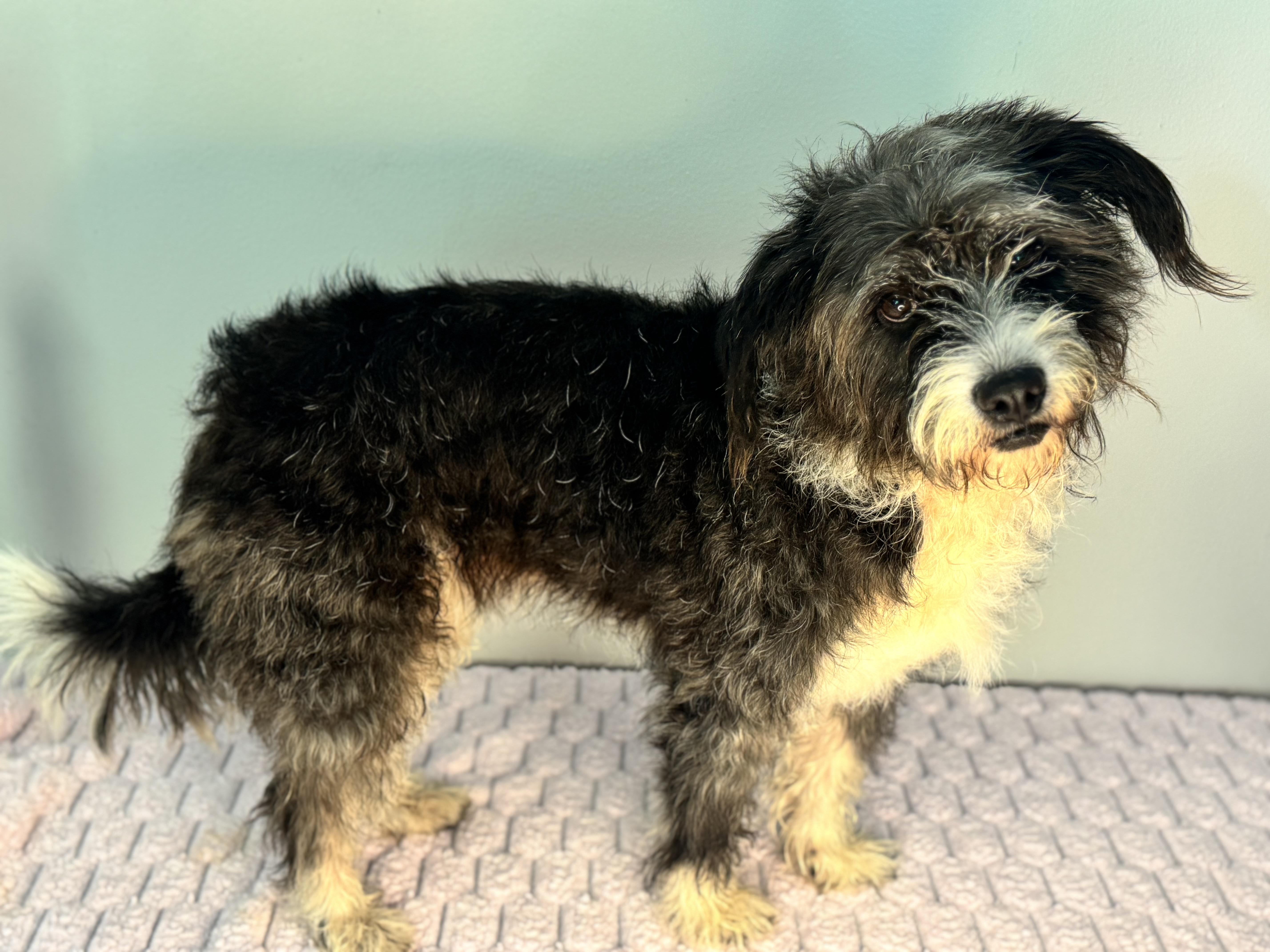 Enlarge Haley, a Adopted Terrier in Richmond, VA image 2/6