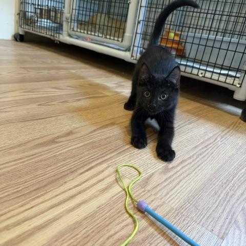 FLINT, an adopted Domestic Short Hair in Millerstown, PA image 2/4