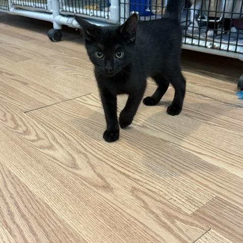 FLINT, an adopted Domestic Short Hair in Millerstown, PA image 4/4