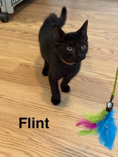 FLINT, an adopted Domestic Short Hair in Millerstown, PA image 1/4
