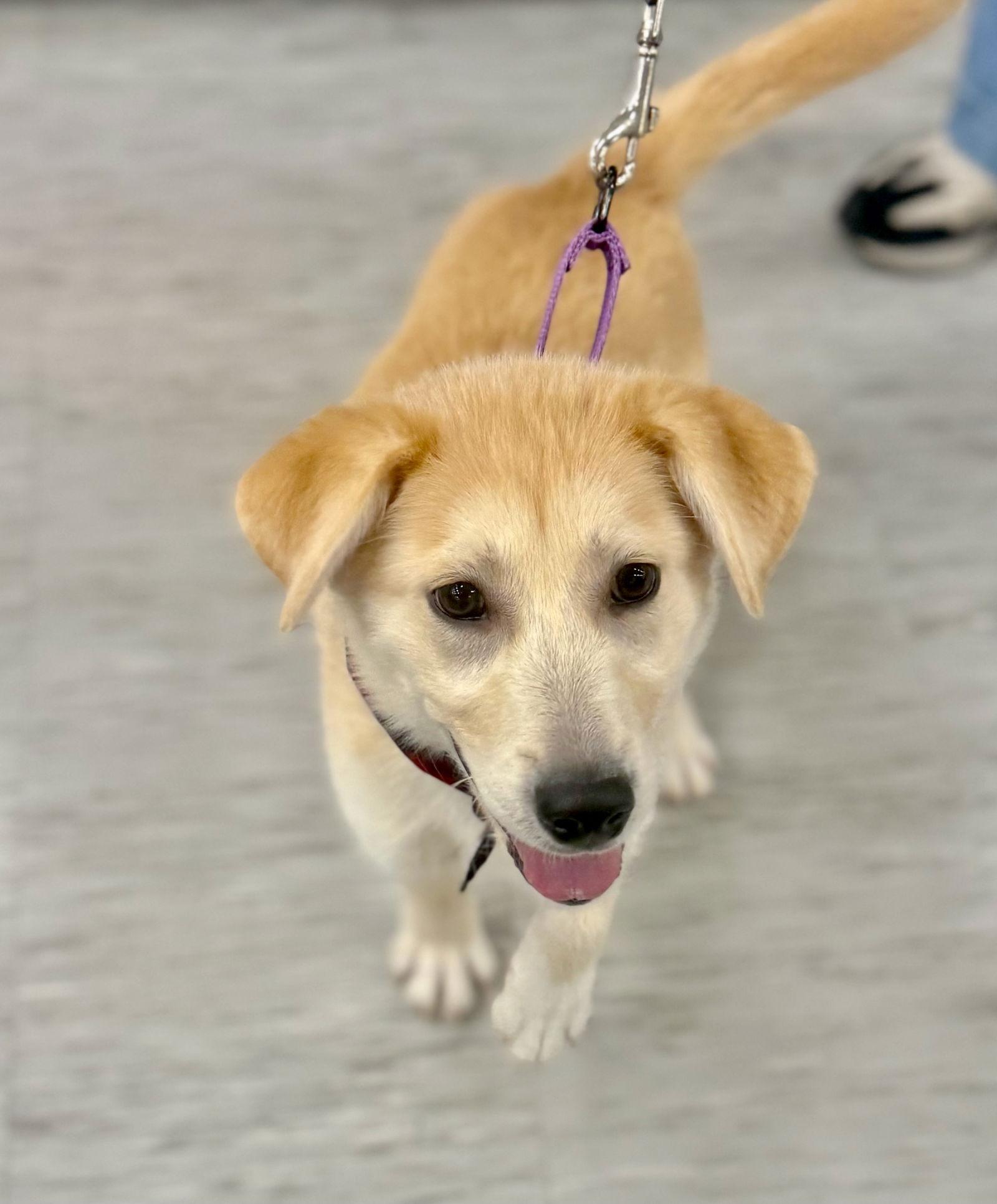 Enlarge Buddy, a Adoptable mixed breed in GILBERTS, IL image 1/3