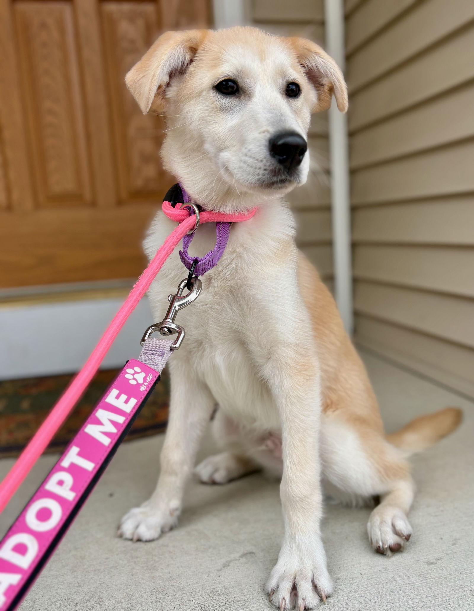 Enlarge Buddy, a Adoptable mixed breed in GILBERTS, IL image 2/3