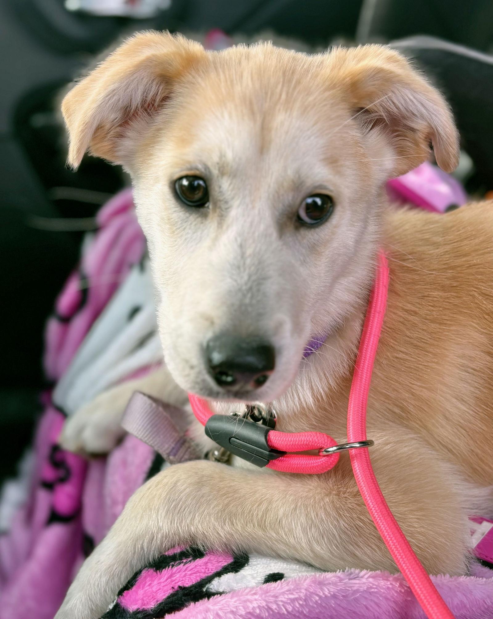 Enlarge Buddy, a Adoptable mixed breed in GILBERTS, IL image 3/3