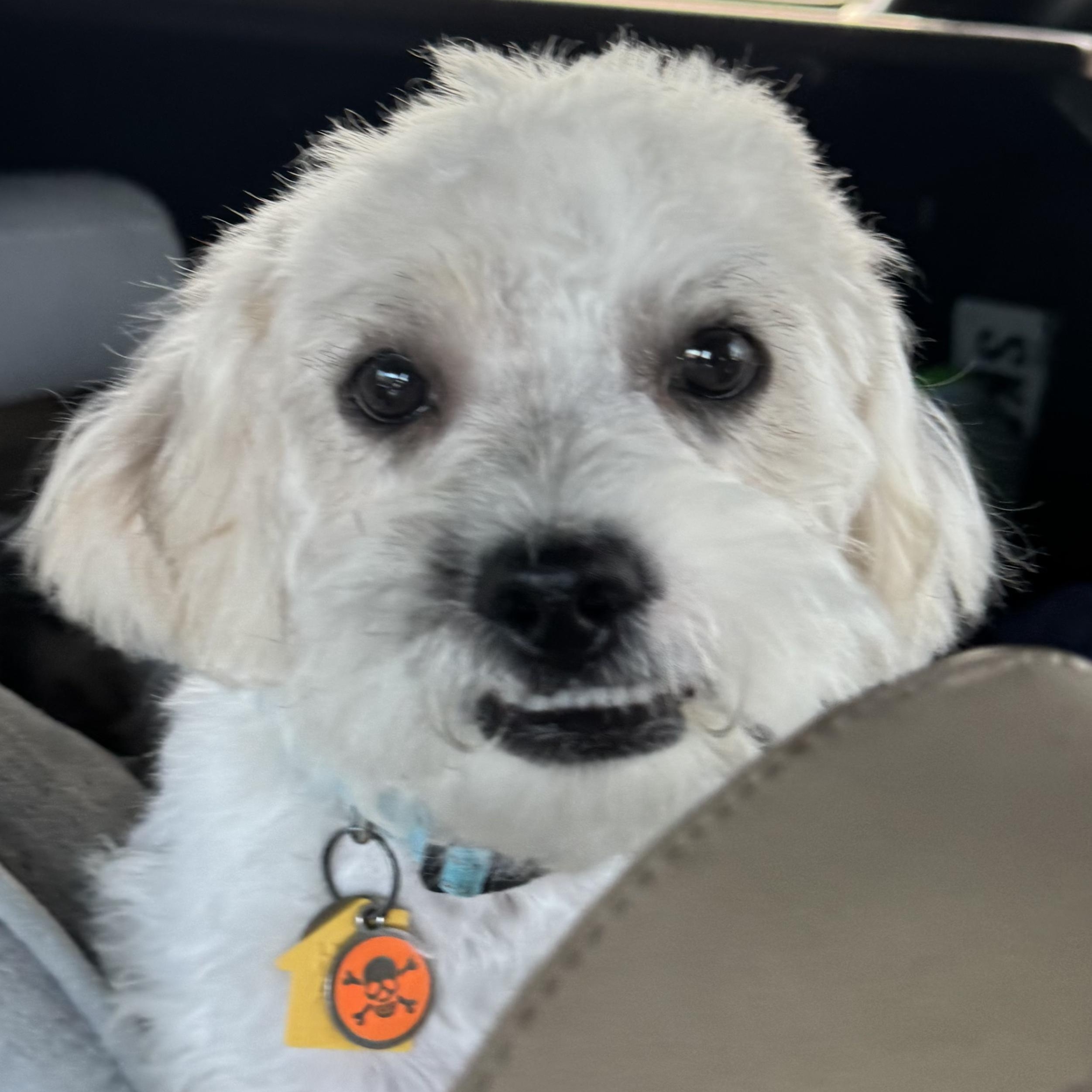 Enlarge Remy Alexander, a Adoptable mixed breed in Plano, TX image 1/3