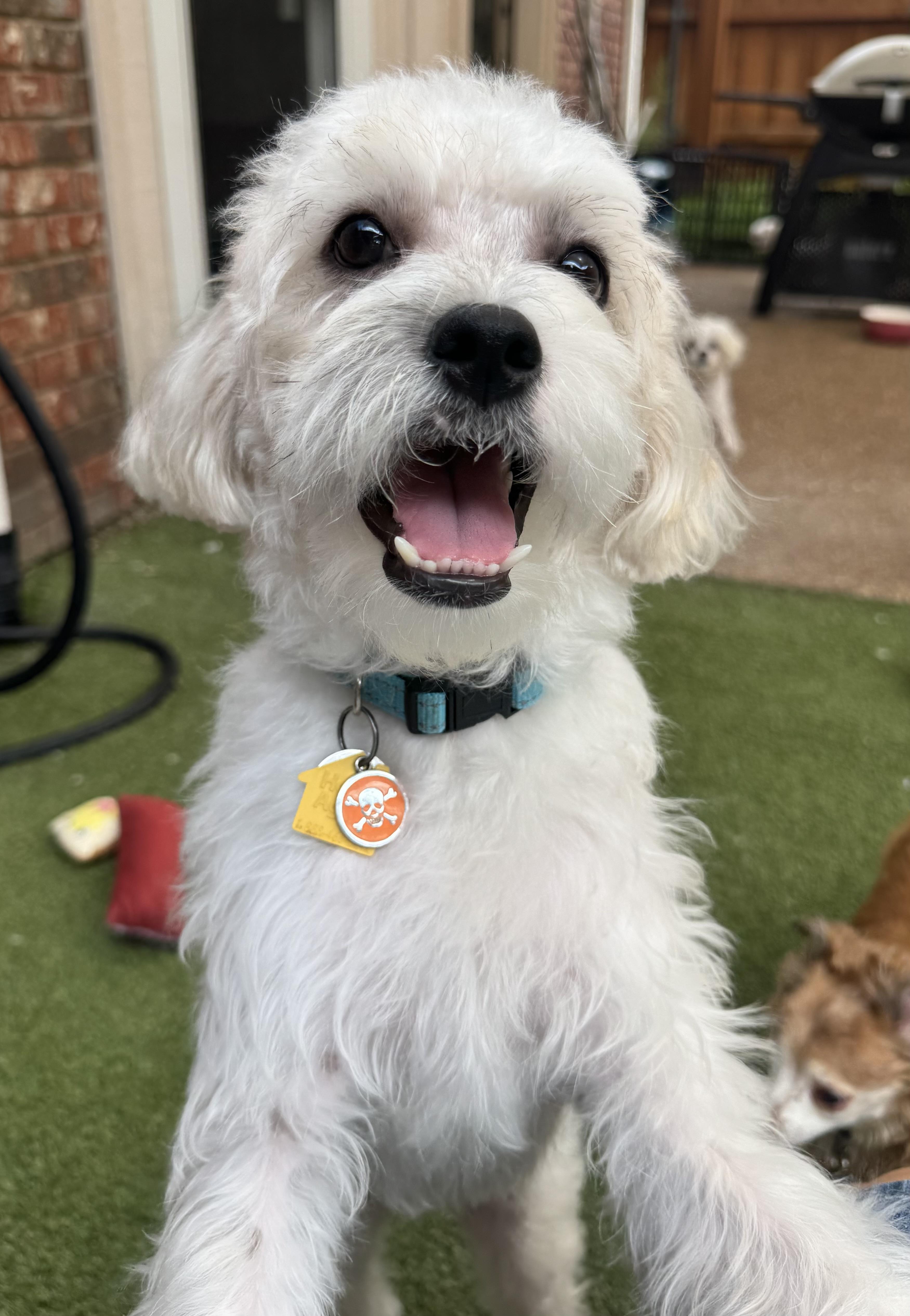 Remy Alexander, Adoptable, Puppy Male Shorkie & Poodle (Toy).