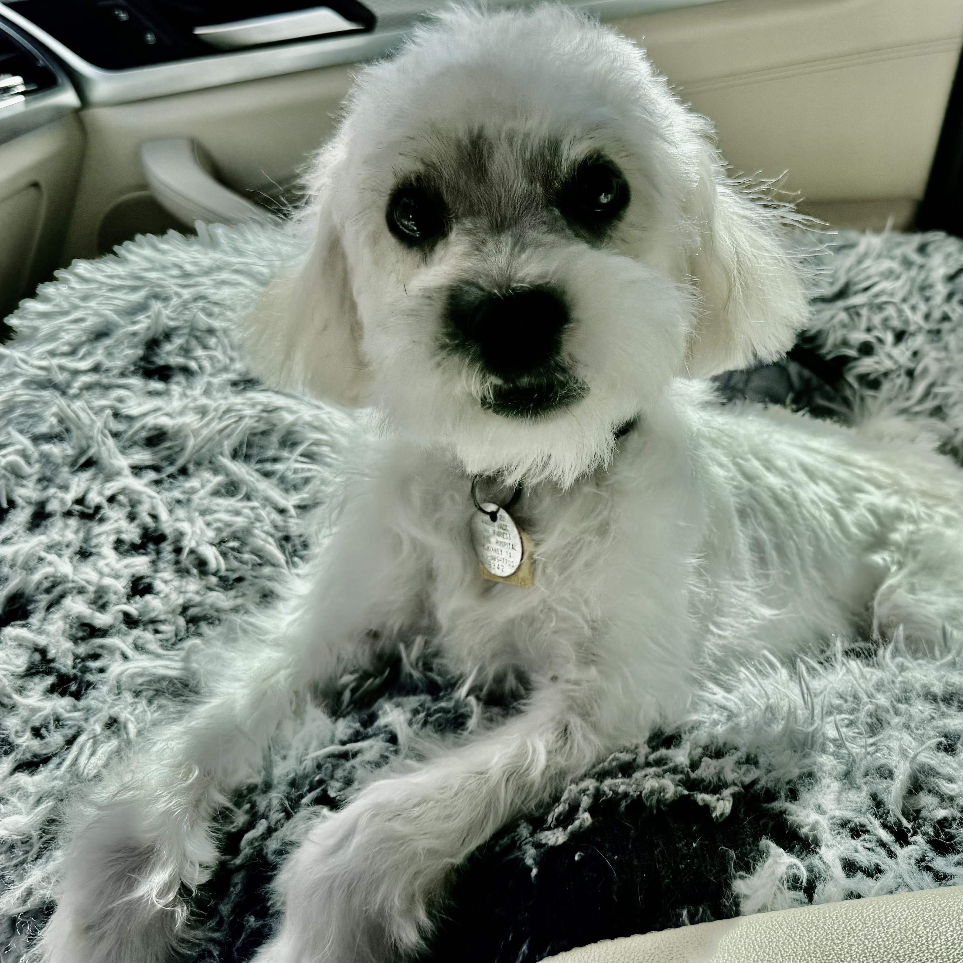 Enlarge Remy Alexander, a Adoptable mixed breed in Plano, TX image 2/3
