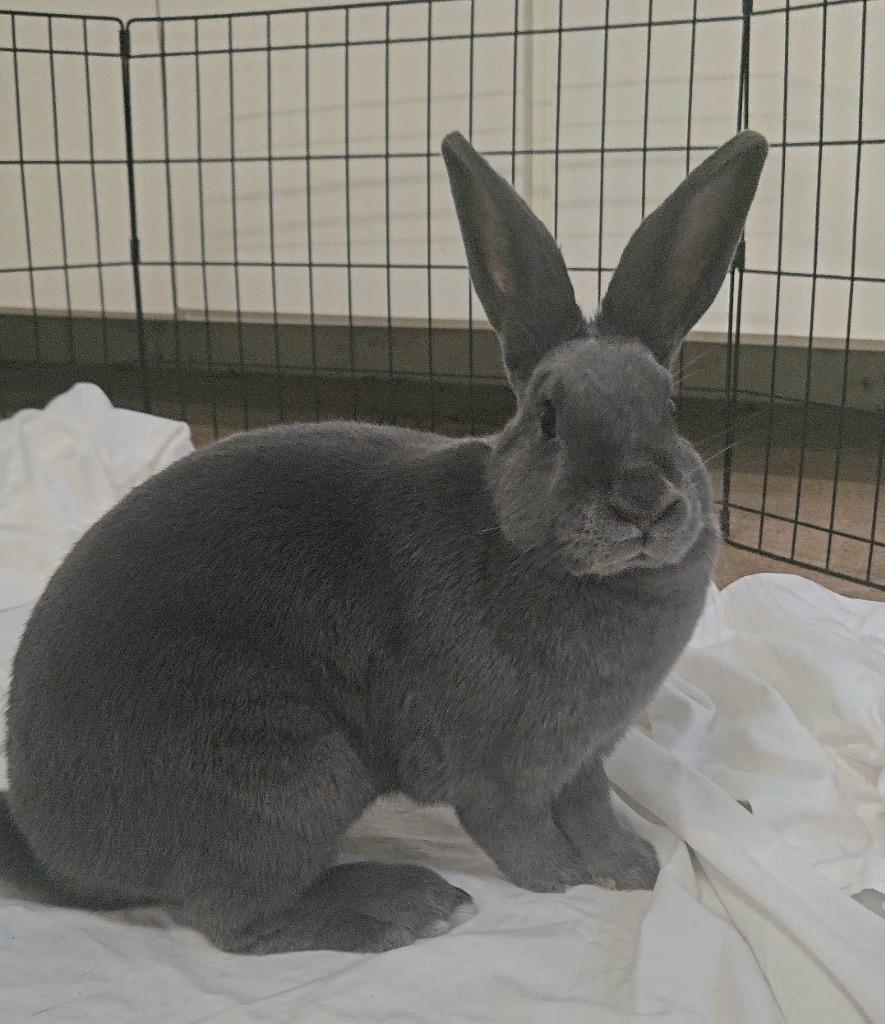 Enlarge Tulip, a Adoptable Beveren in Pflugerville, TX image 2/6