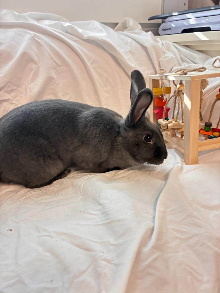 Enlarge Tulip, a Adoptable Beveren in Pflugerville, TX image 3/6