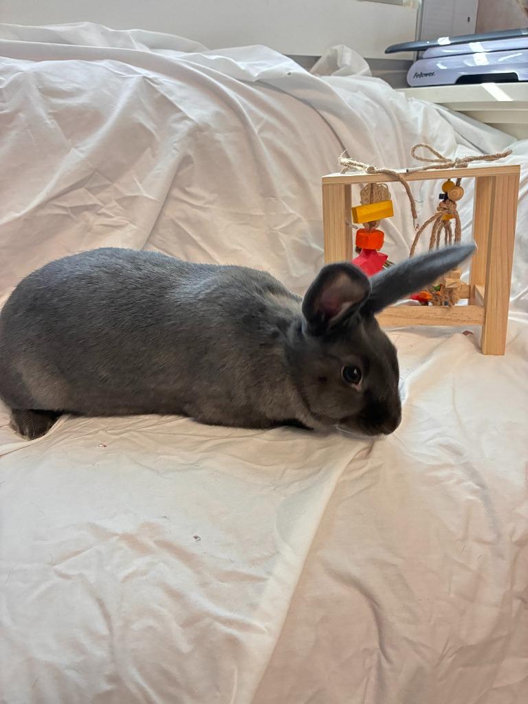 Enlarge Tulip, a Adoptable Beveren in Pflugerville, TX image 5/6