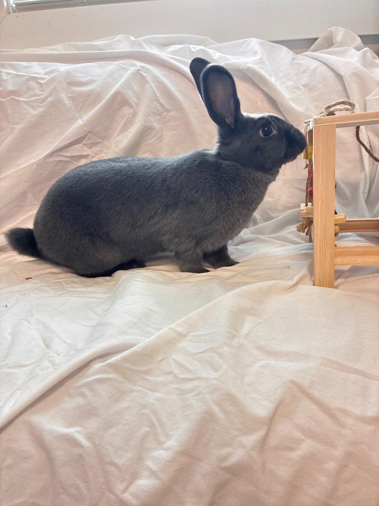 Enlarge Tulip, a Adoptable Beveren in Pflugerville, TX image 6/6