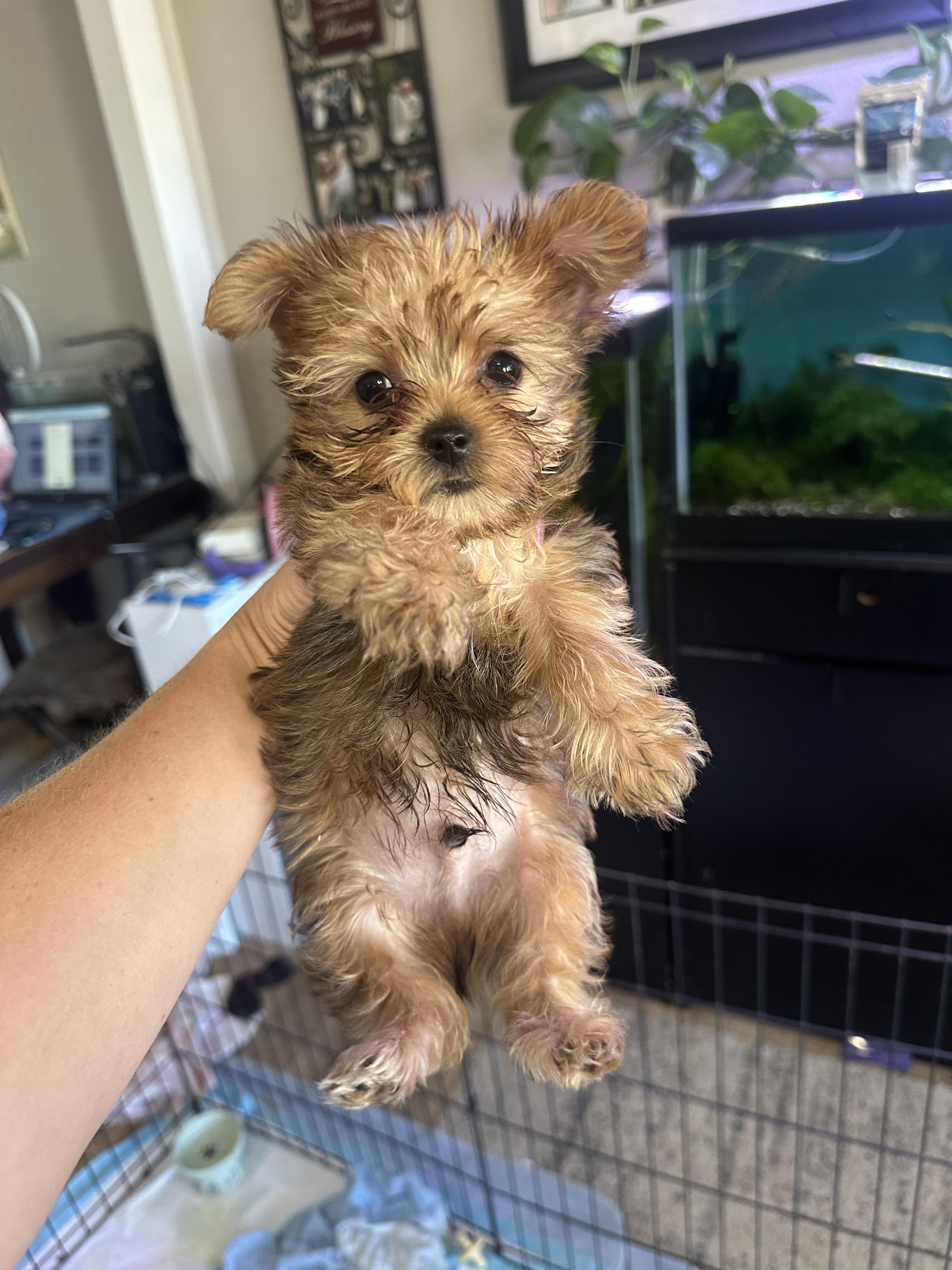 Morgan, adopted, Young Male Yorkie Poo.