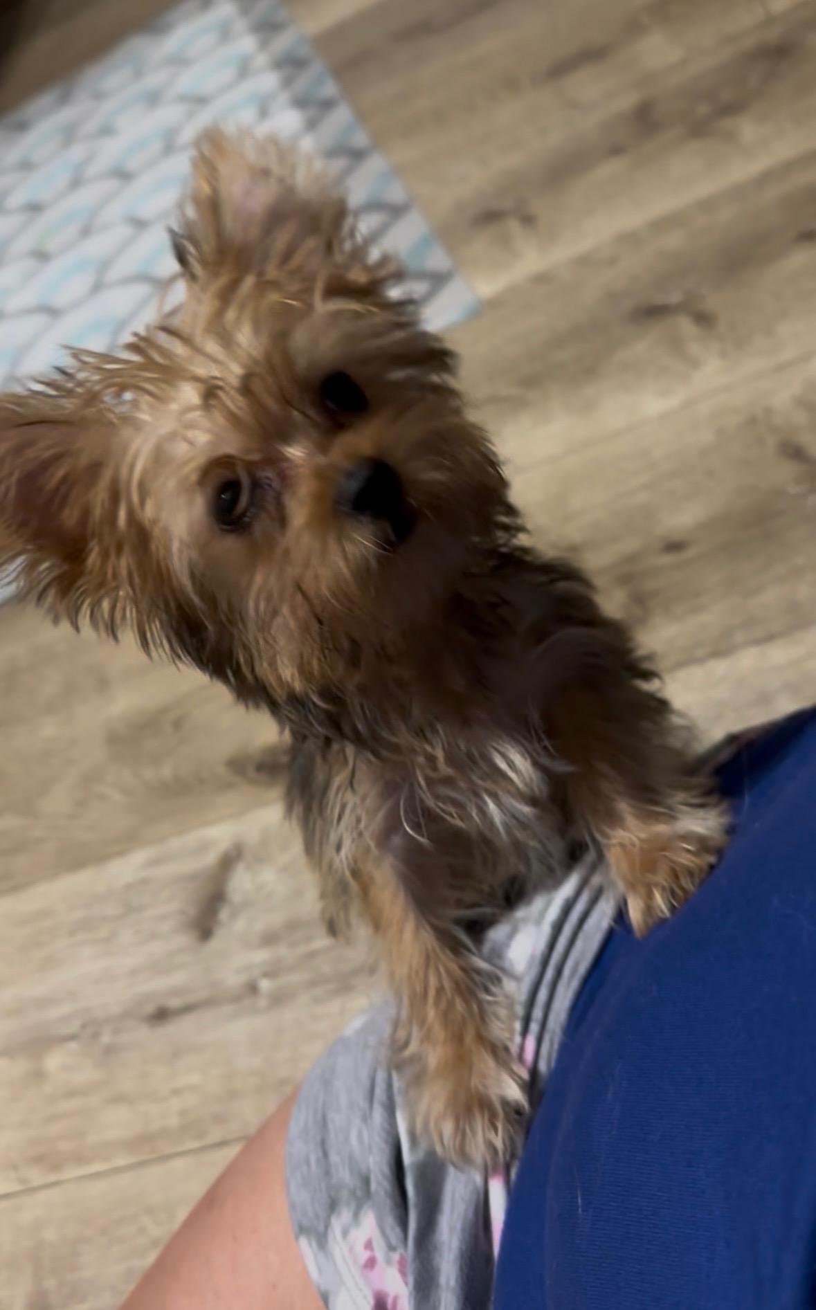 Morgan, an adopted Yorkie Poo in Hillsboro, OR image 2/5