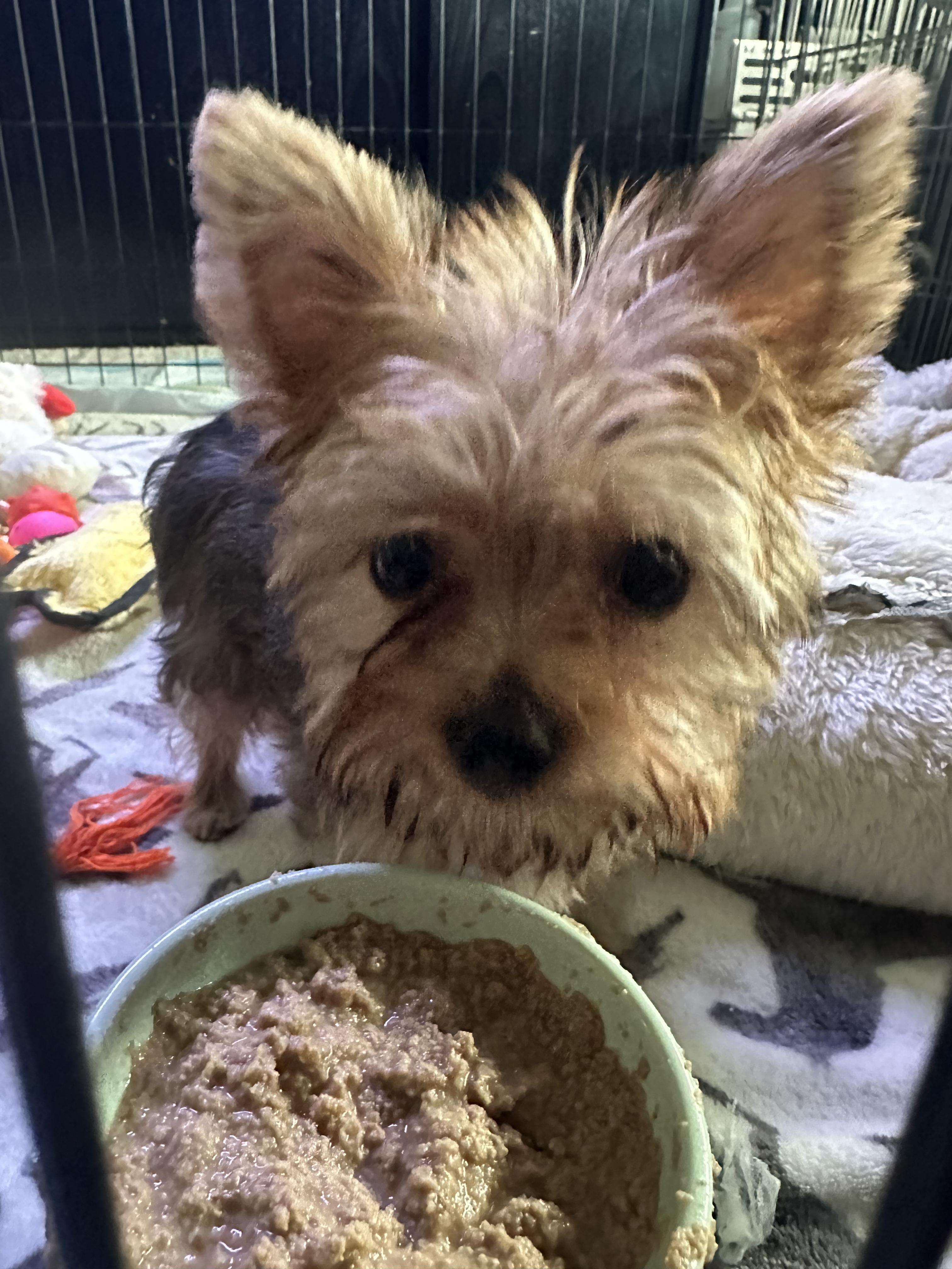 Morgan, an adopted Yorkie Poo in Hillsboro, OR image 4/5