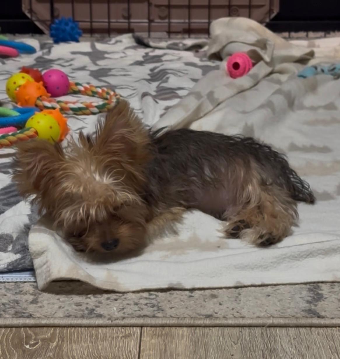 Morgan, an adopted Yorkie Poo in Hillsboro, OR image 5/5