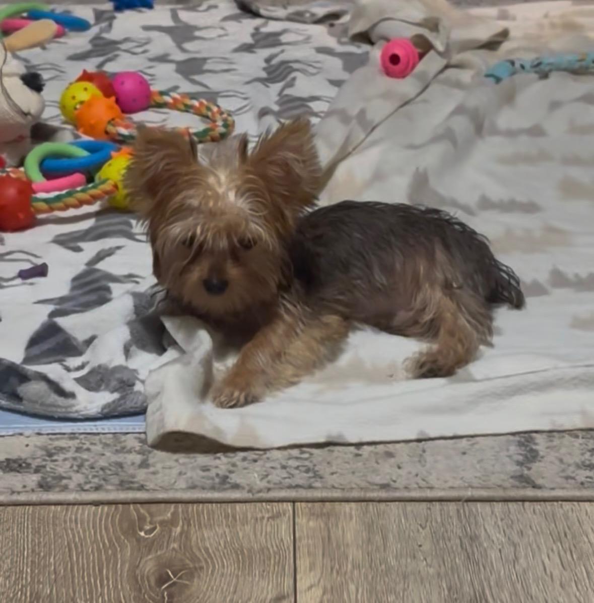 Morgan, an adopted Yorkie Poo in Hillsboro, OR image 3/5