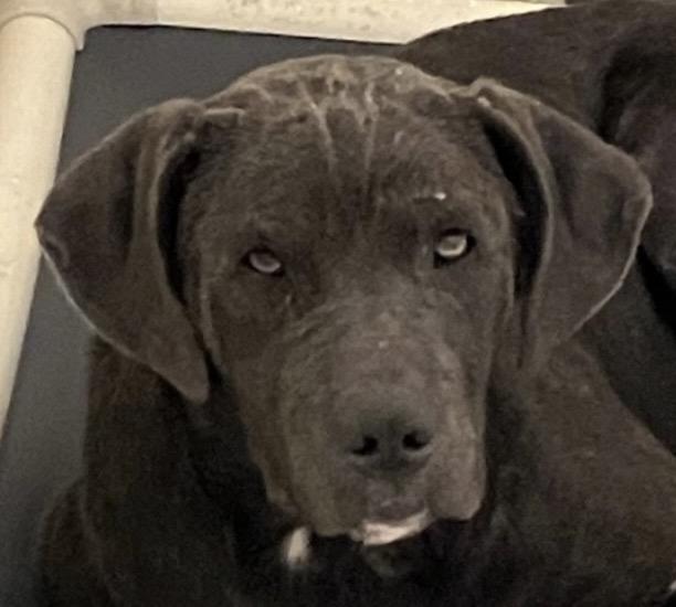 Emily, ADOPTABLE, Young Female Cane Corso & Black Labrador Retriever.