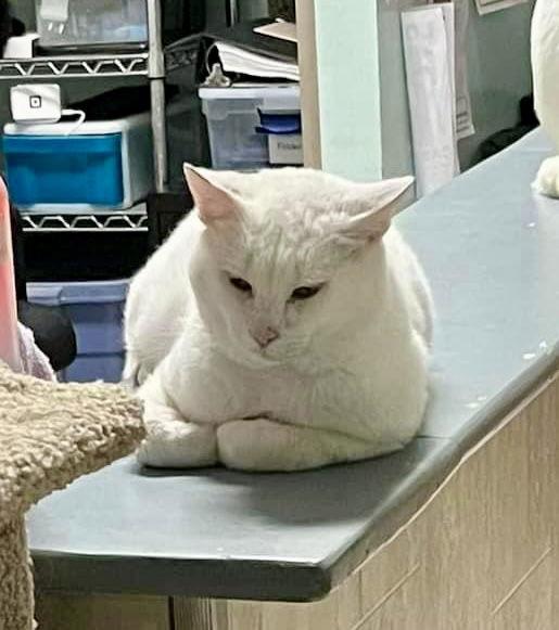 Snowdrift, a Adoptable Domestic Short Hair in Dublin, OH image 1/3