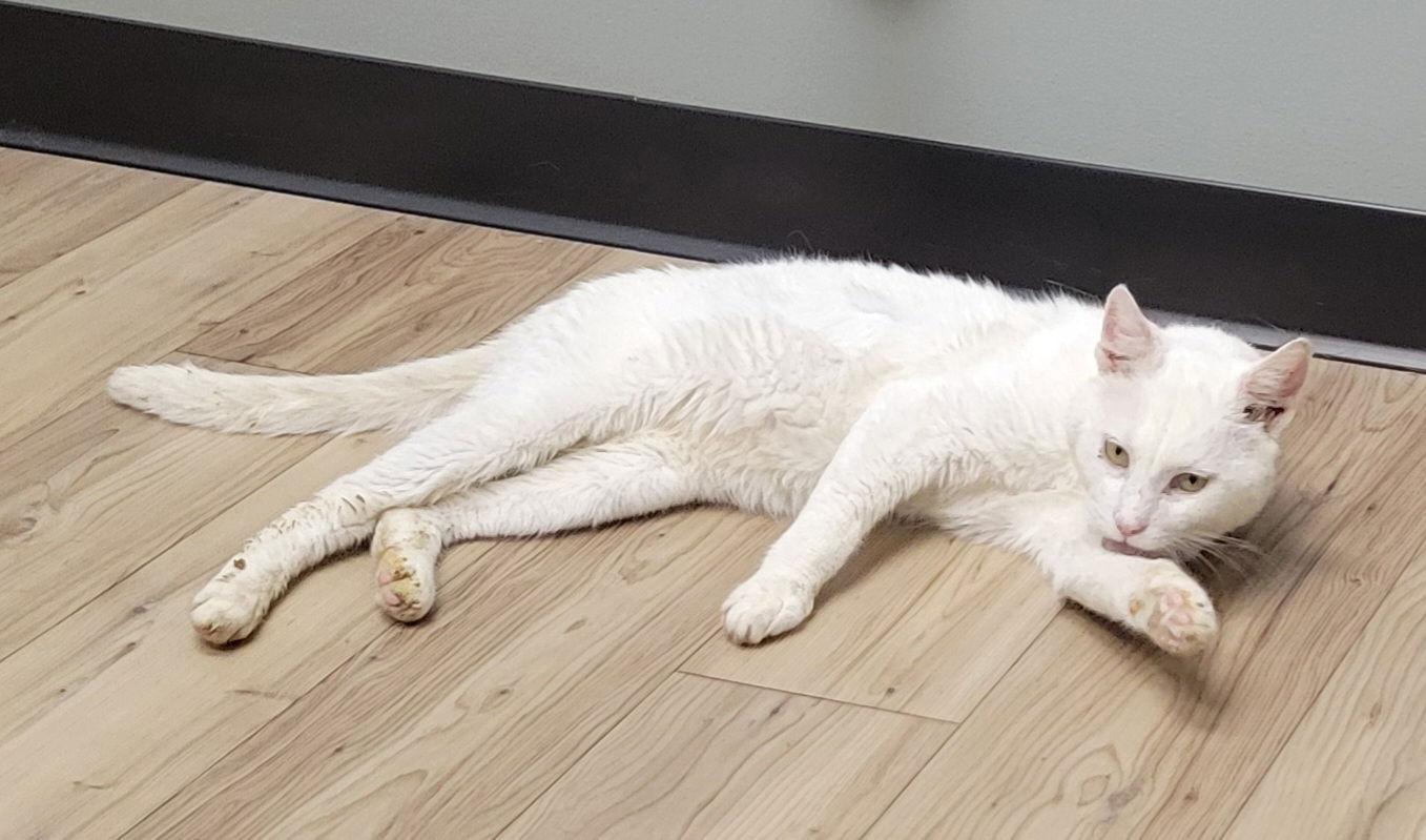 Snowdrift, a Adoptable Domestic Short Hair in Dublin, OH image 2/3