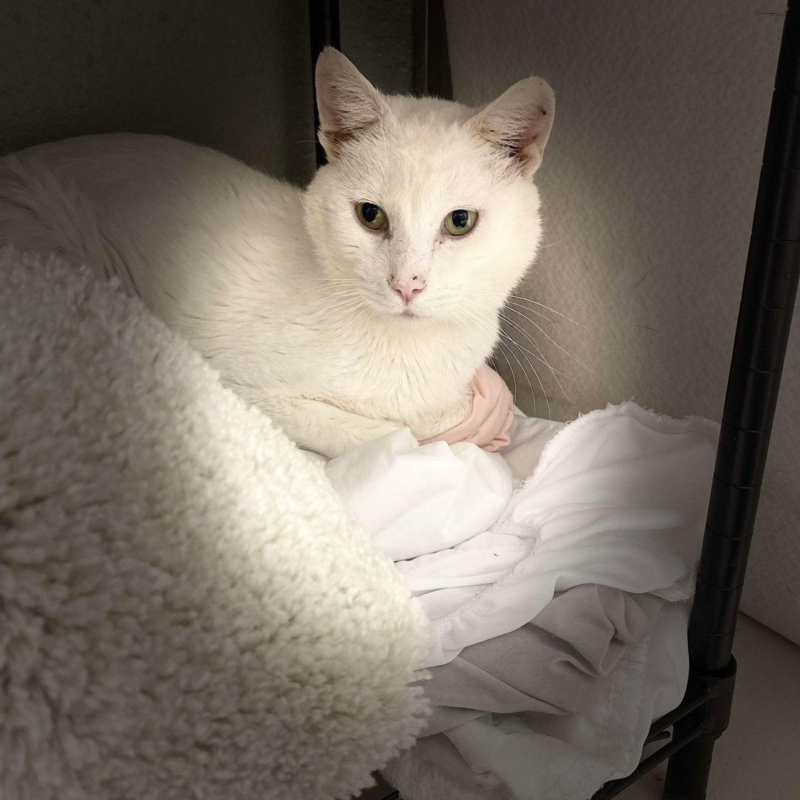 Snowdrift, a Adoptable Domestic Short Hair in Dublin, OH image 3/3